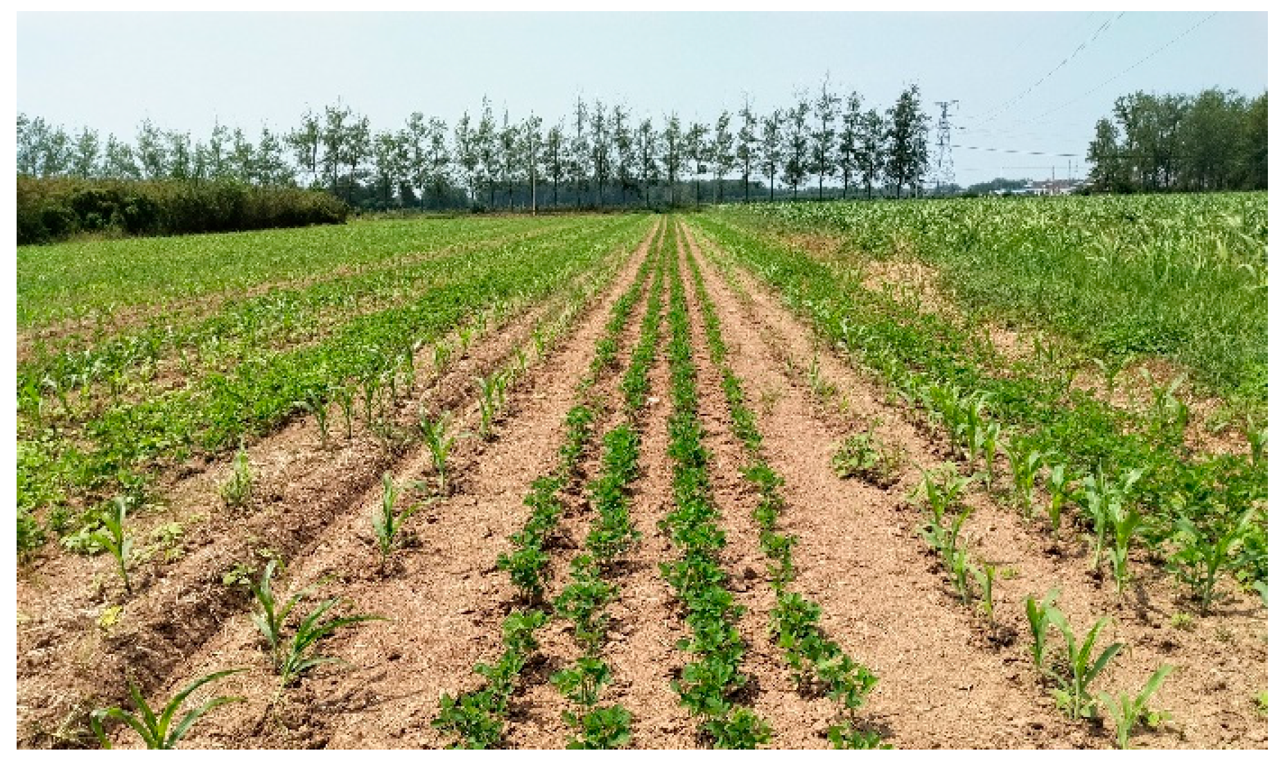 Agronomy 13 02890 g004