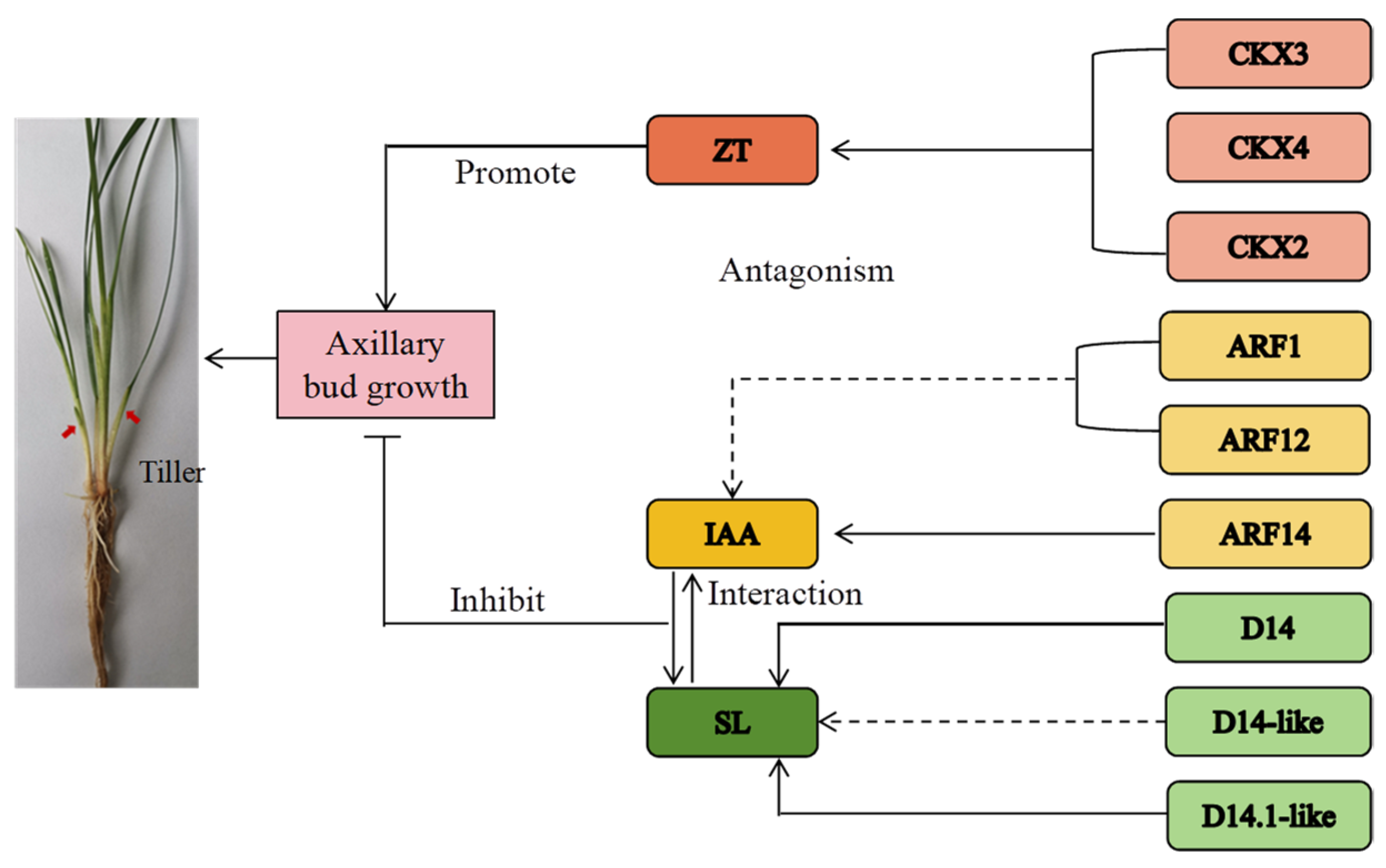 Agronomy 13 02899 g002