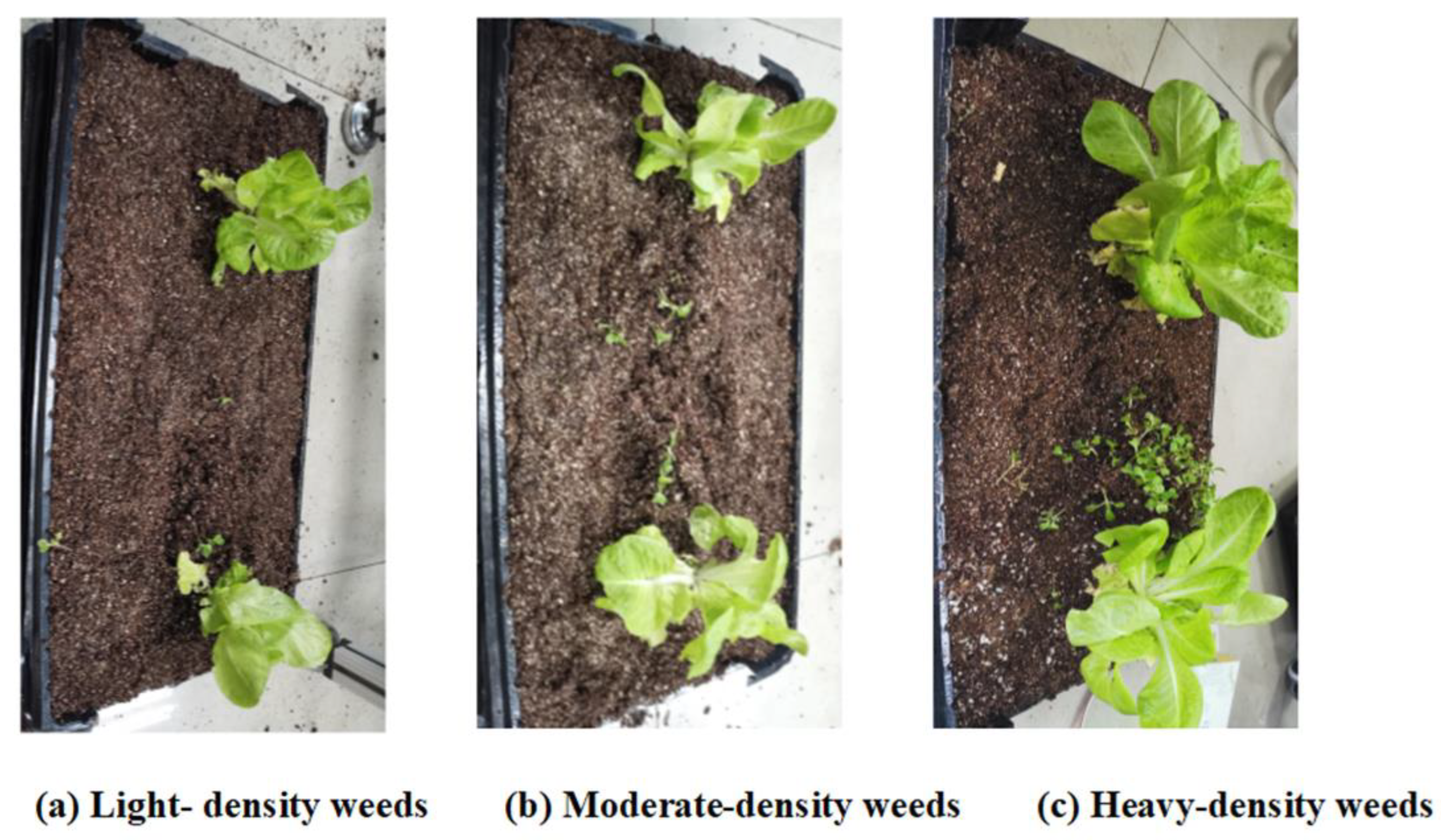 Agronomy 13 02915 g015