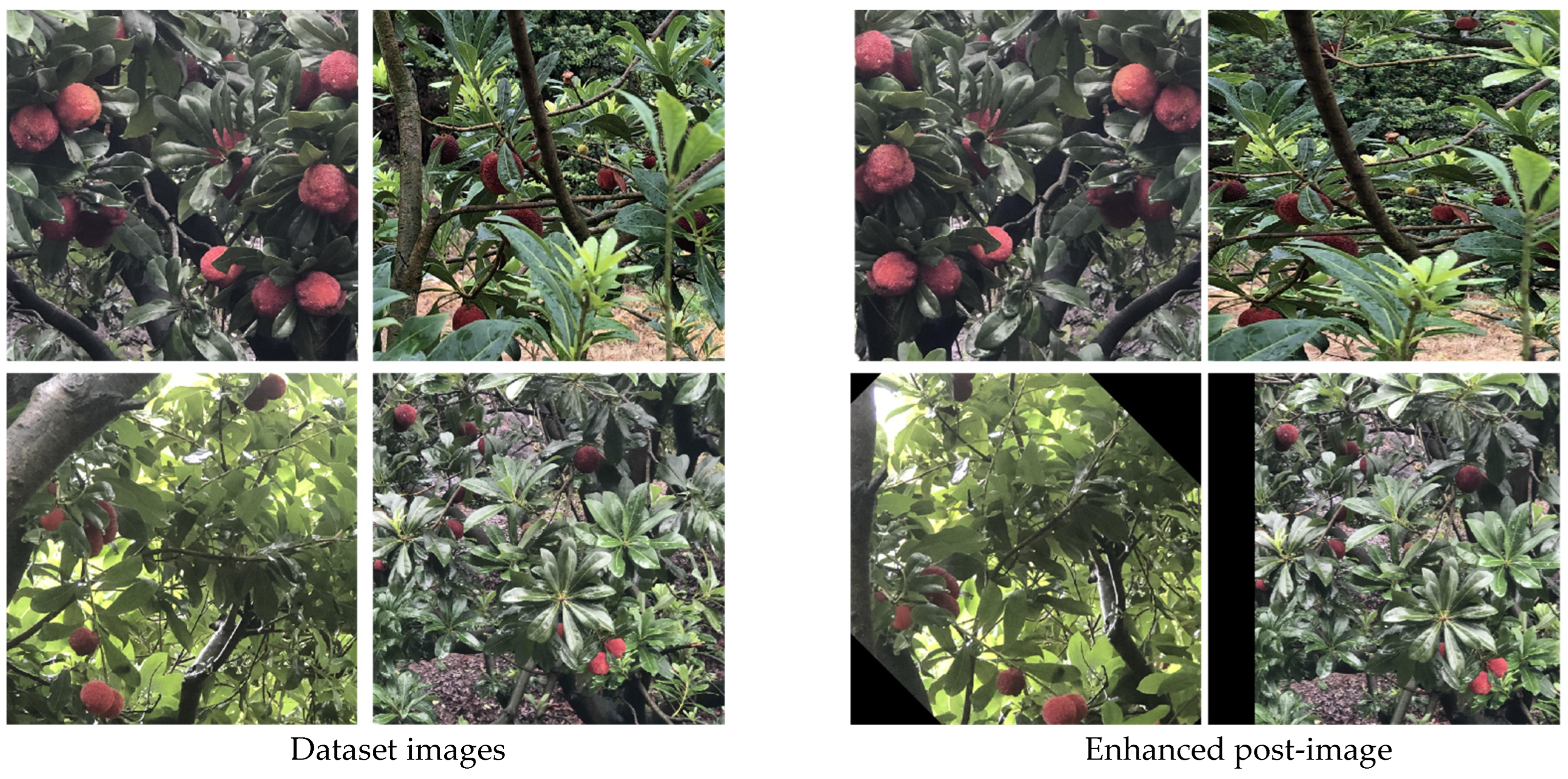 Agronomy 13 02952 g010