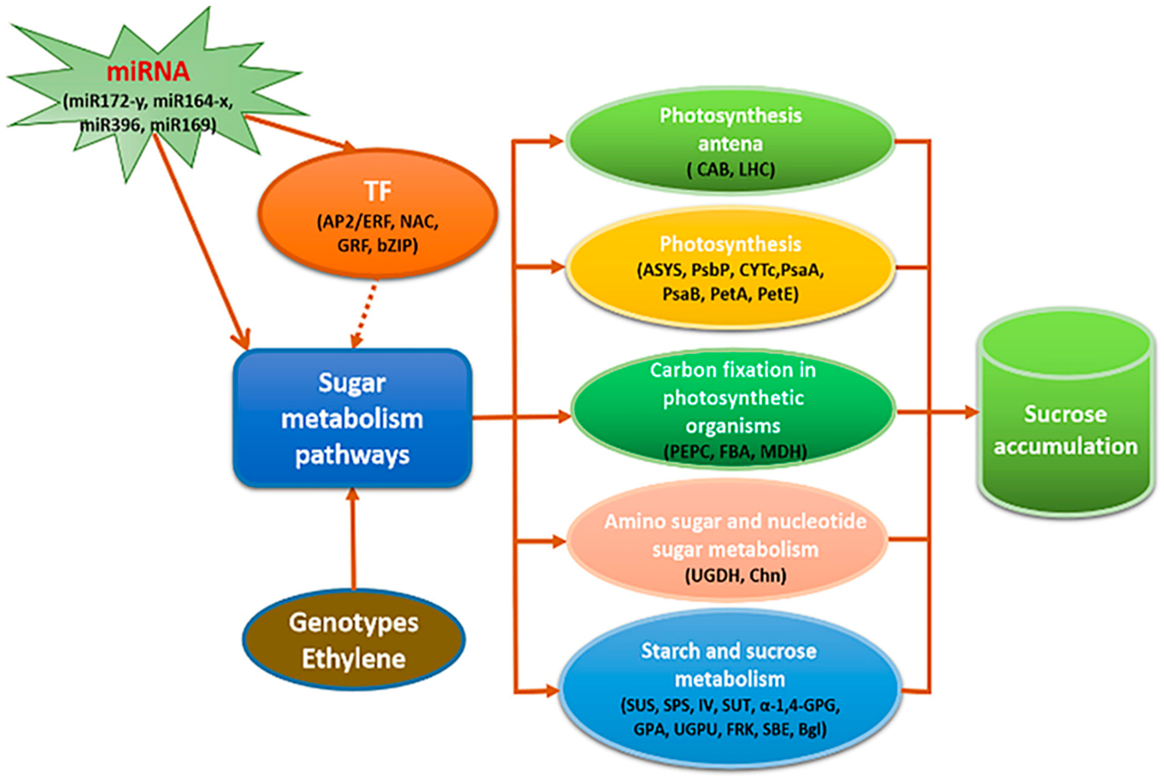 Agronomy 13 02957 g002