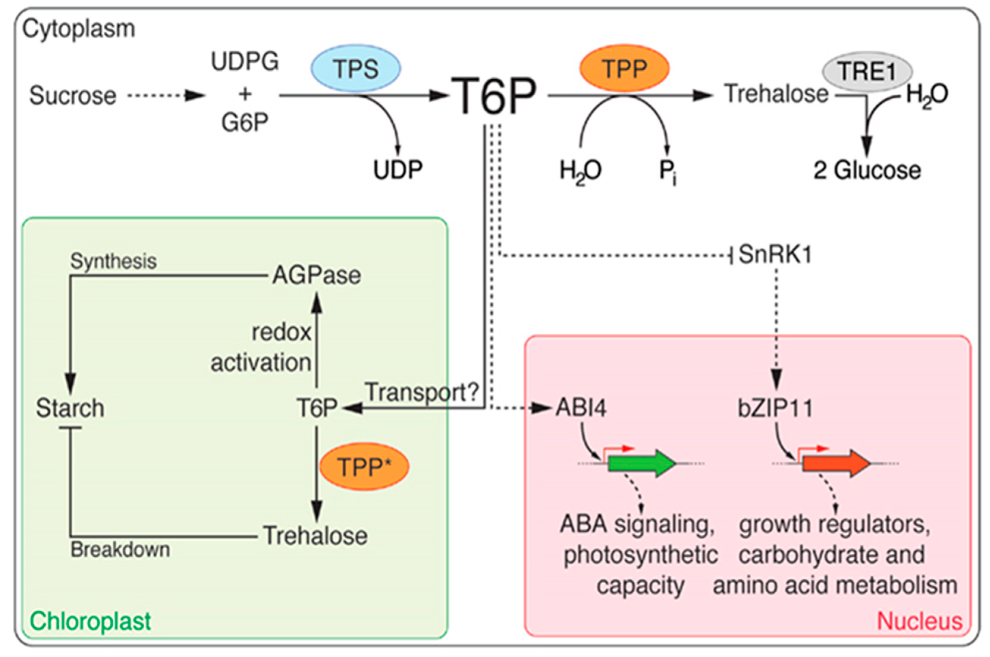 Agronomy 13 02957 g005