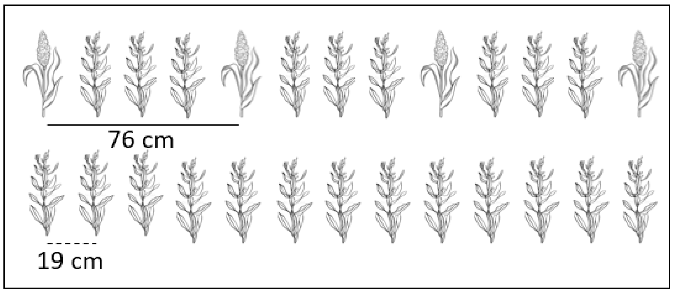 Agronomy 13 03048 g001 Agronomy 13 03048 g001
