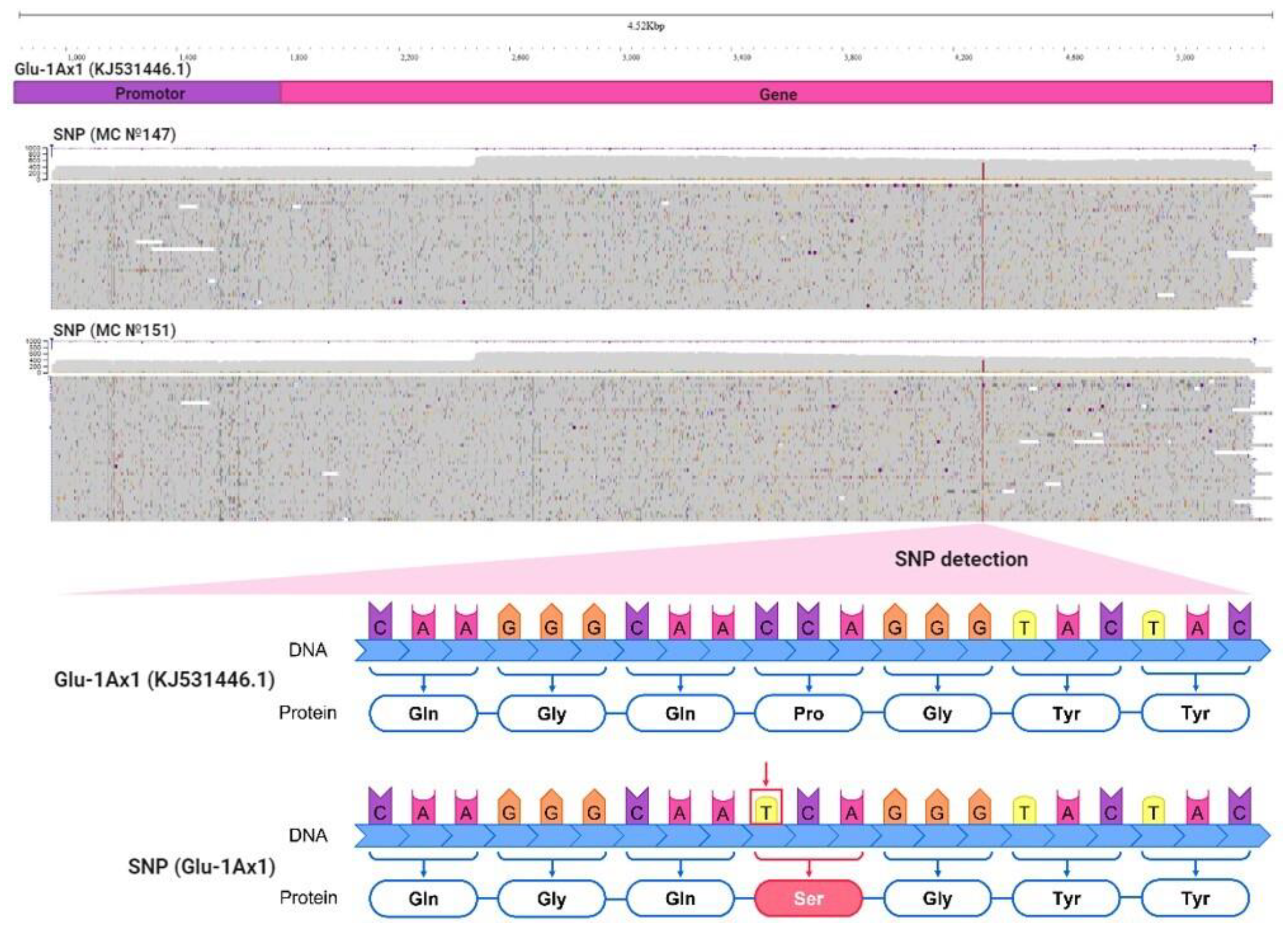 Agronomy 14 00013 g004