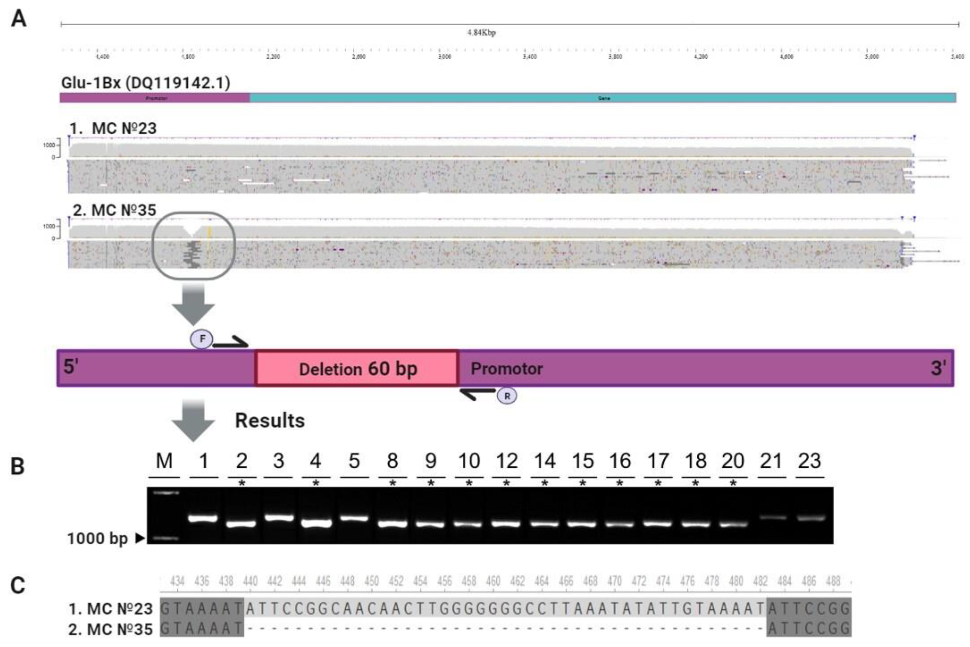 Agronomy 14 00013 g005