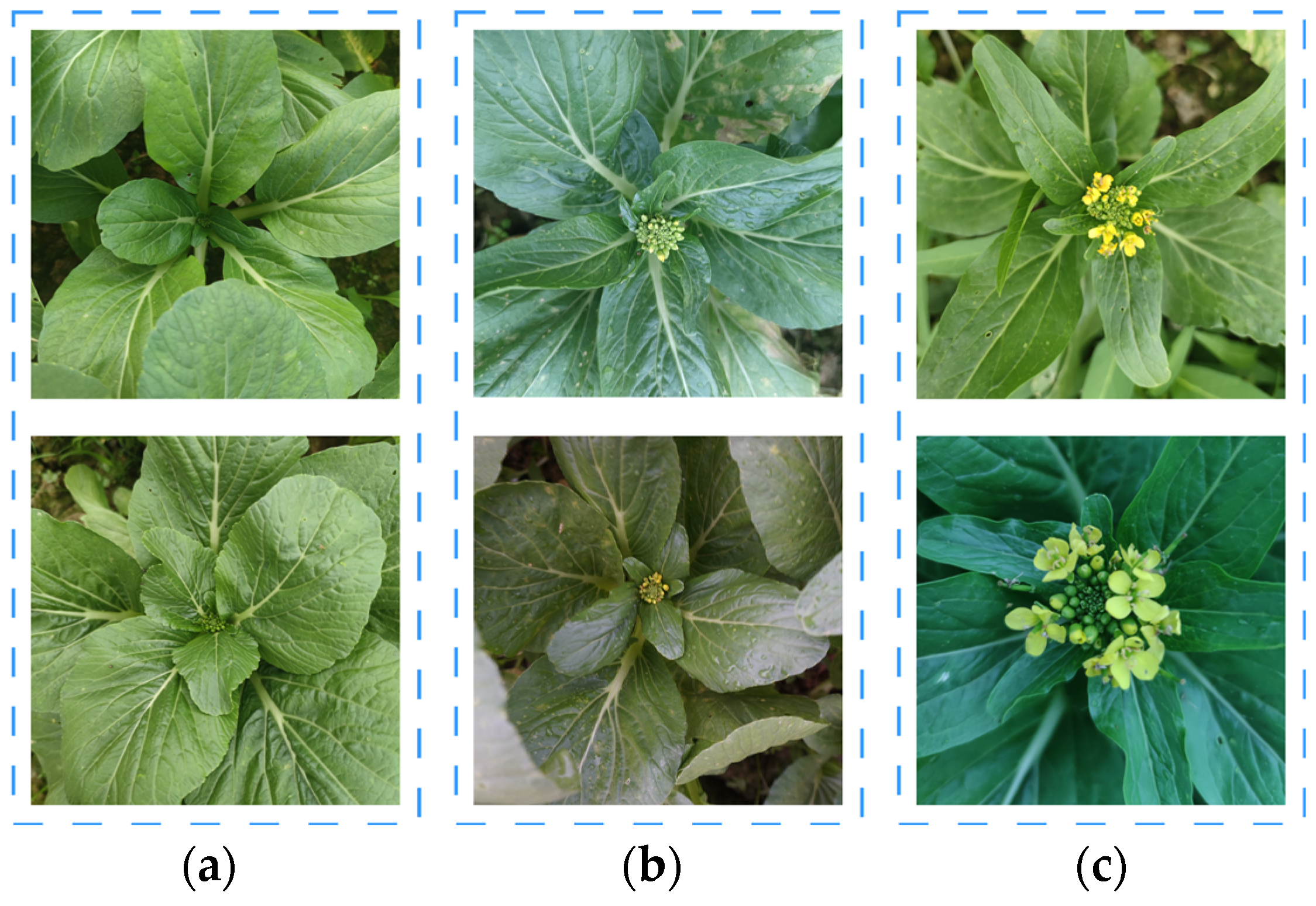 Agronomy 14 00042 g001
