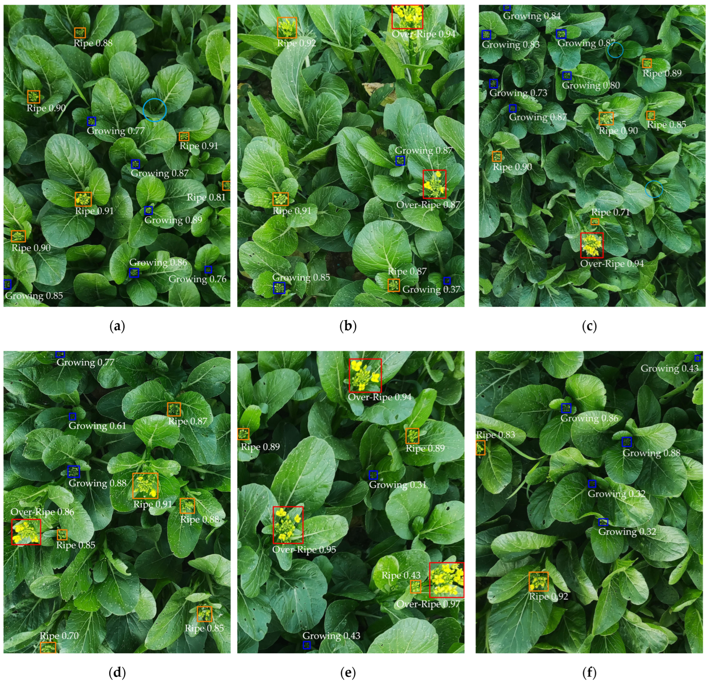 Agronomy 14 00042 g010