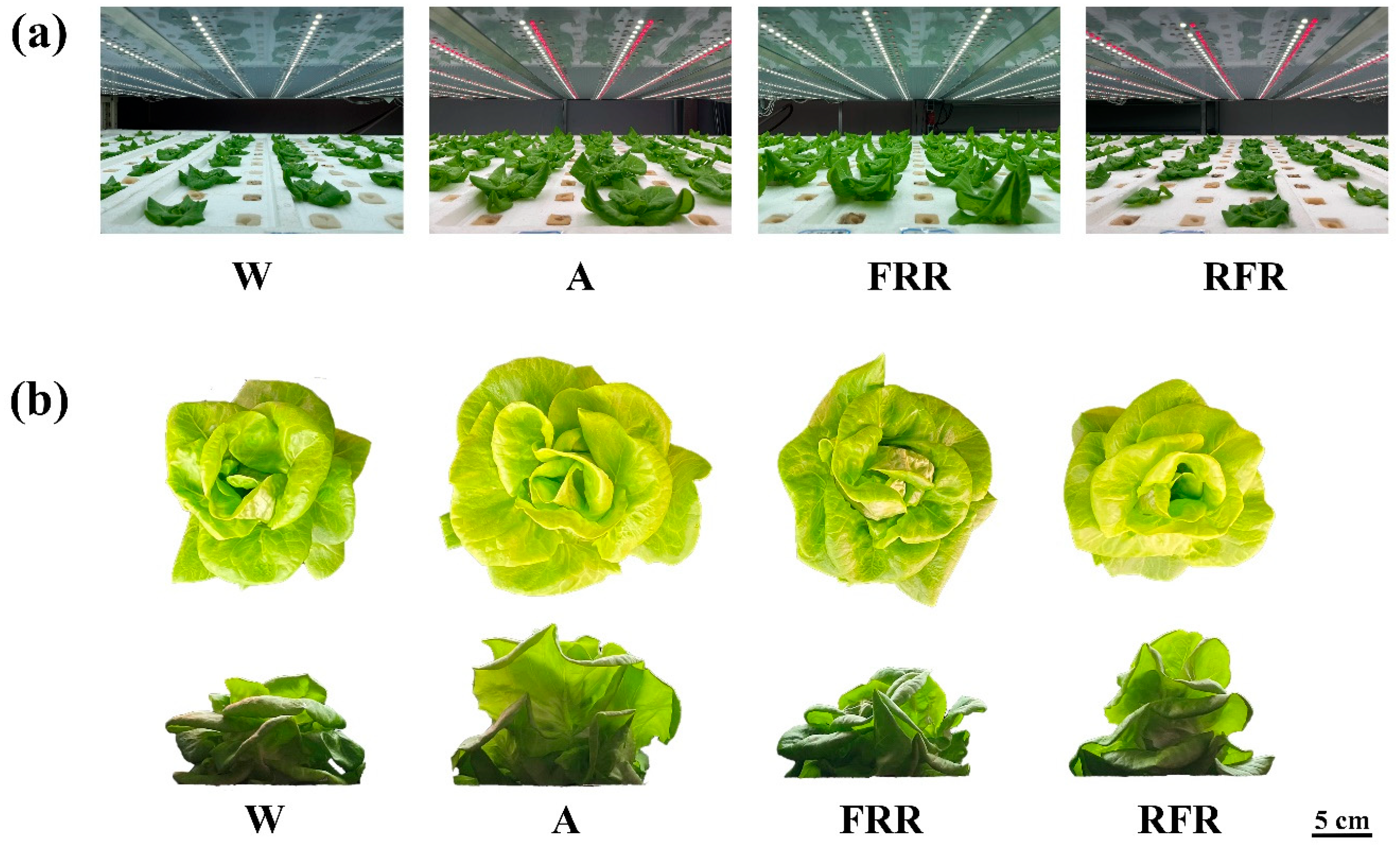 Agronomy 14 00055 g002