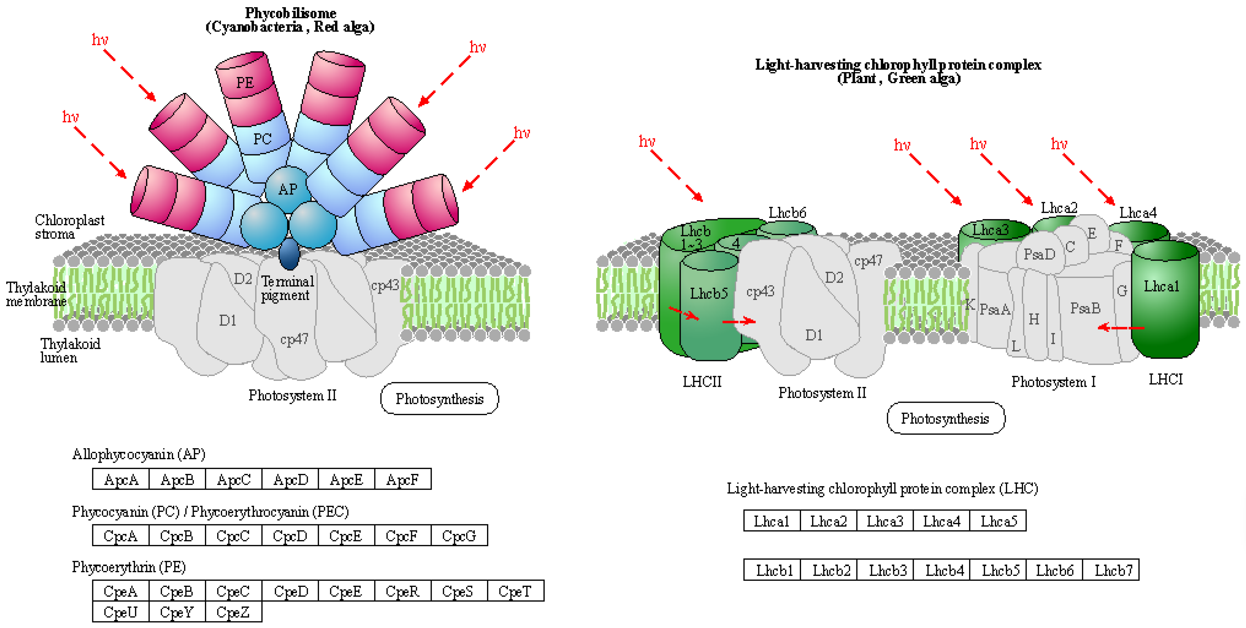 Agronomy 14 00078 g005