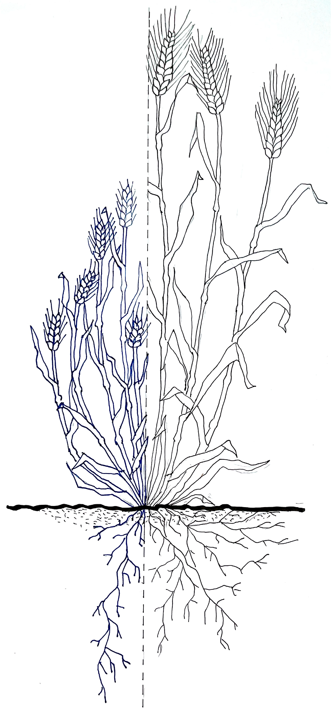 Agronomy 14 00087 g001