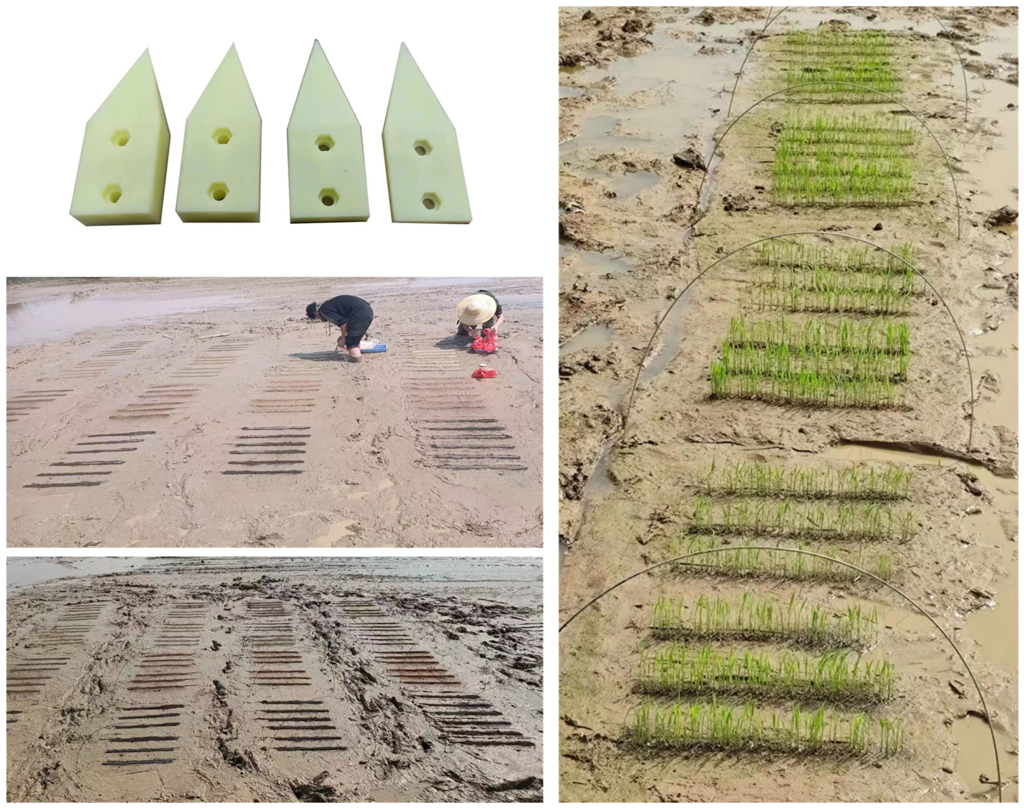 Agronomy 14 00098 g001 Agronomy 14 00098 g001