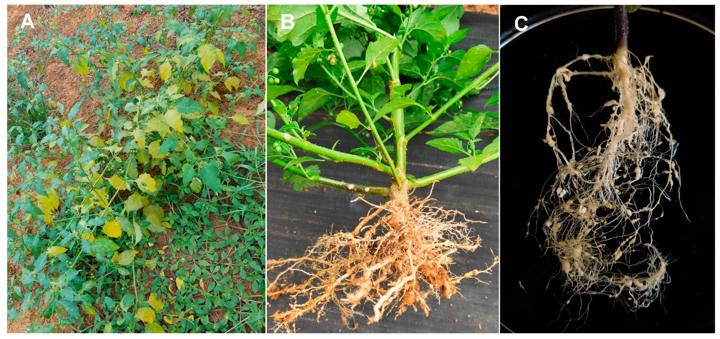 Agronomy 14 00129 g001 Agronomy 14 00129 g001