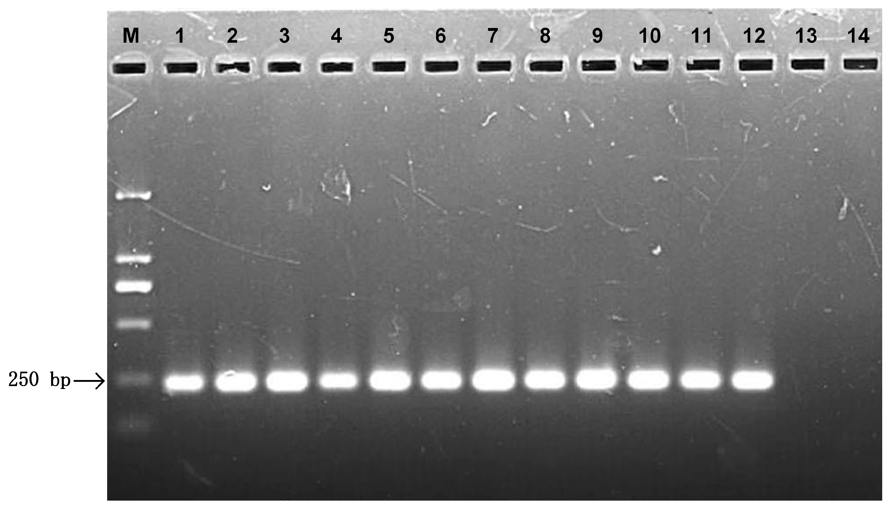 Agronomy 14 00129 g003 Agronomy 14 00129 g003