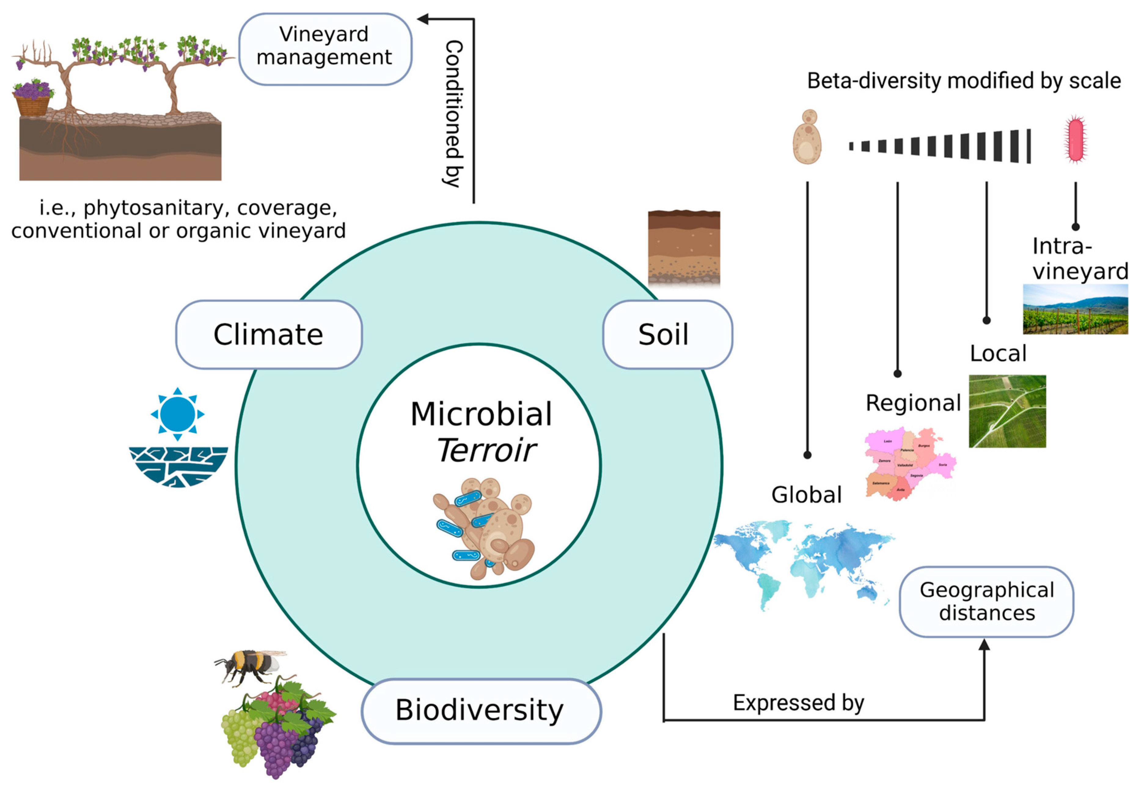 Agronomy 14 00131 g001