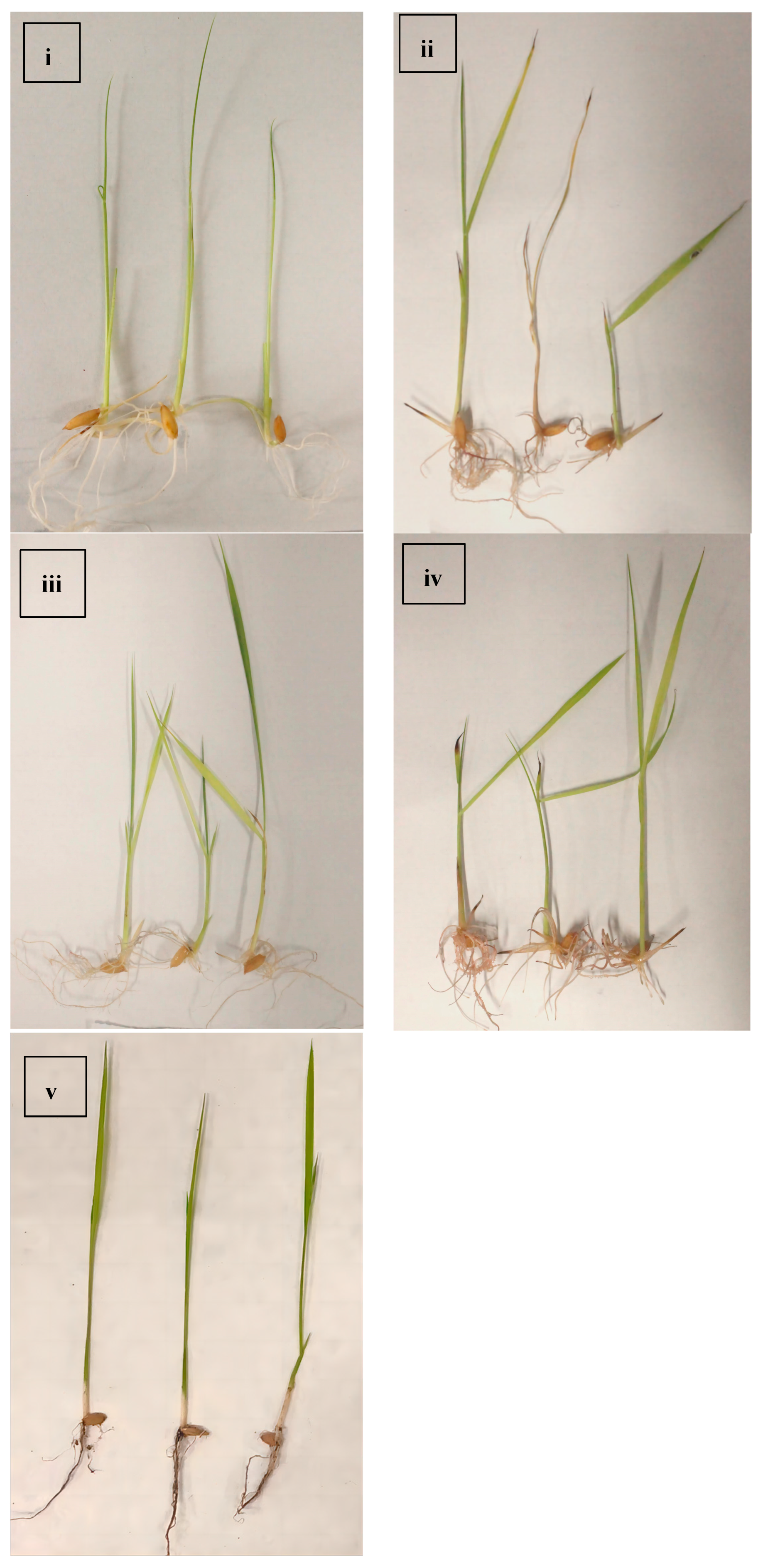 Agronomy 14 00167 g002