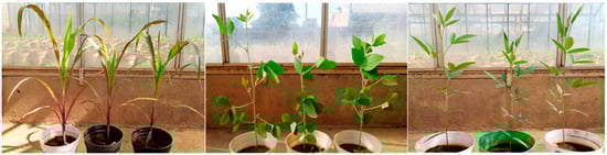 Agronomy 14 00169 g0a1