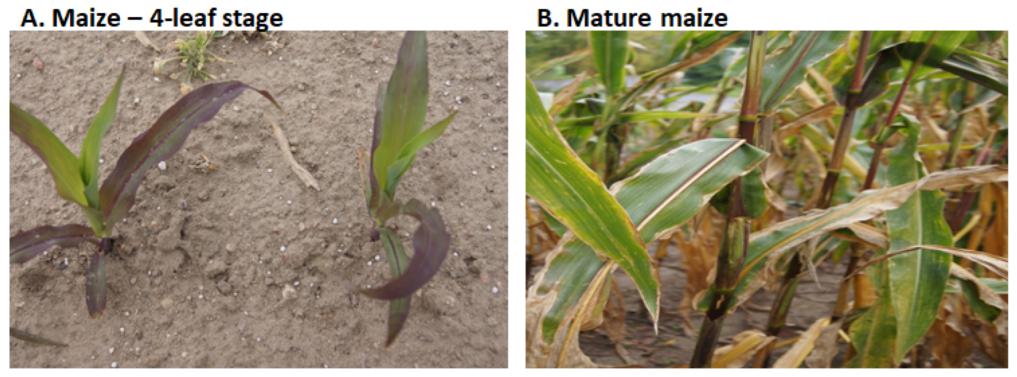 Agronomy 14 00200 g002 Agronomy 14 00200 g002