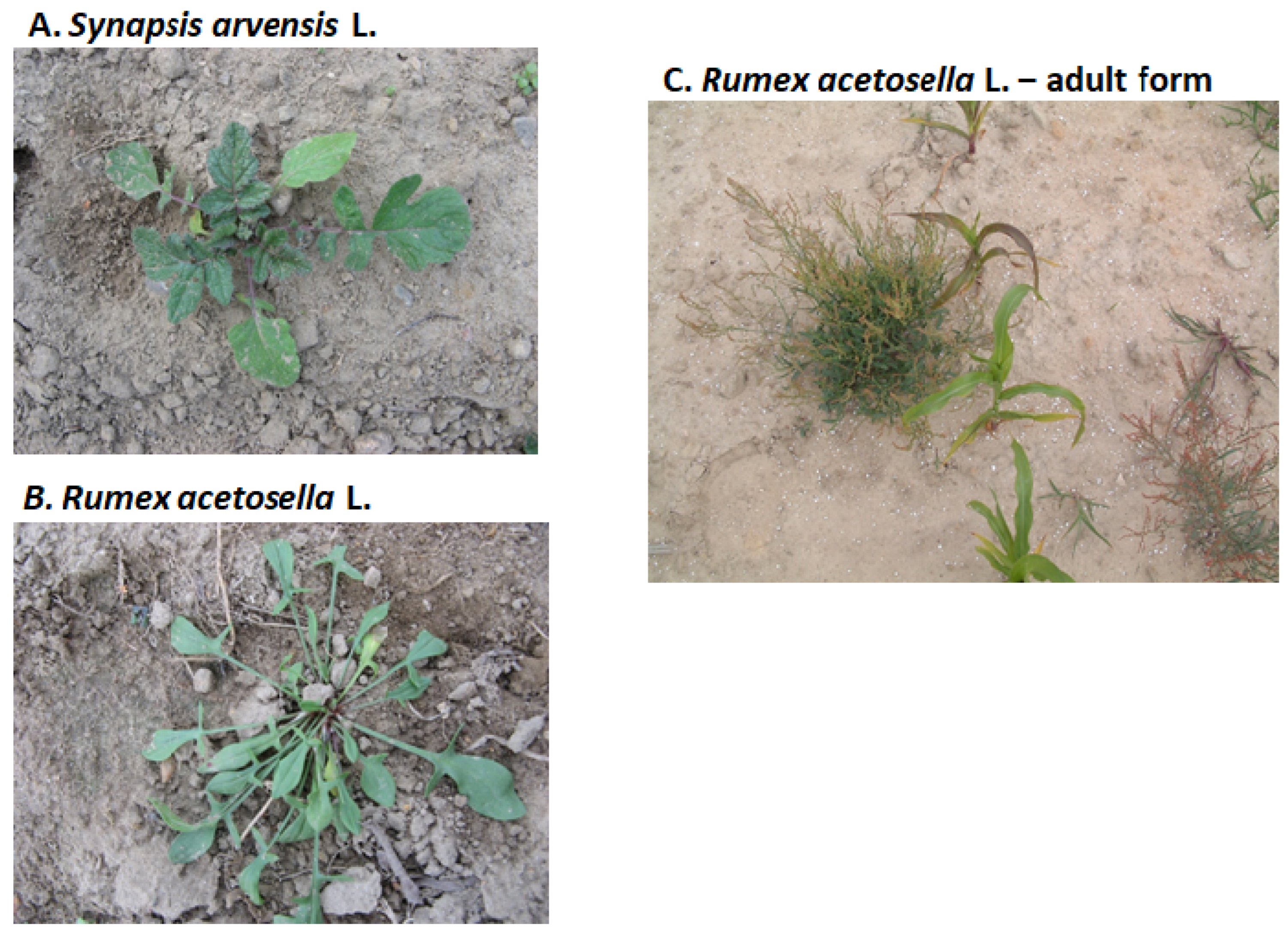 Agronomy 14 00200 g006 Agronomy 14 00200 g006