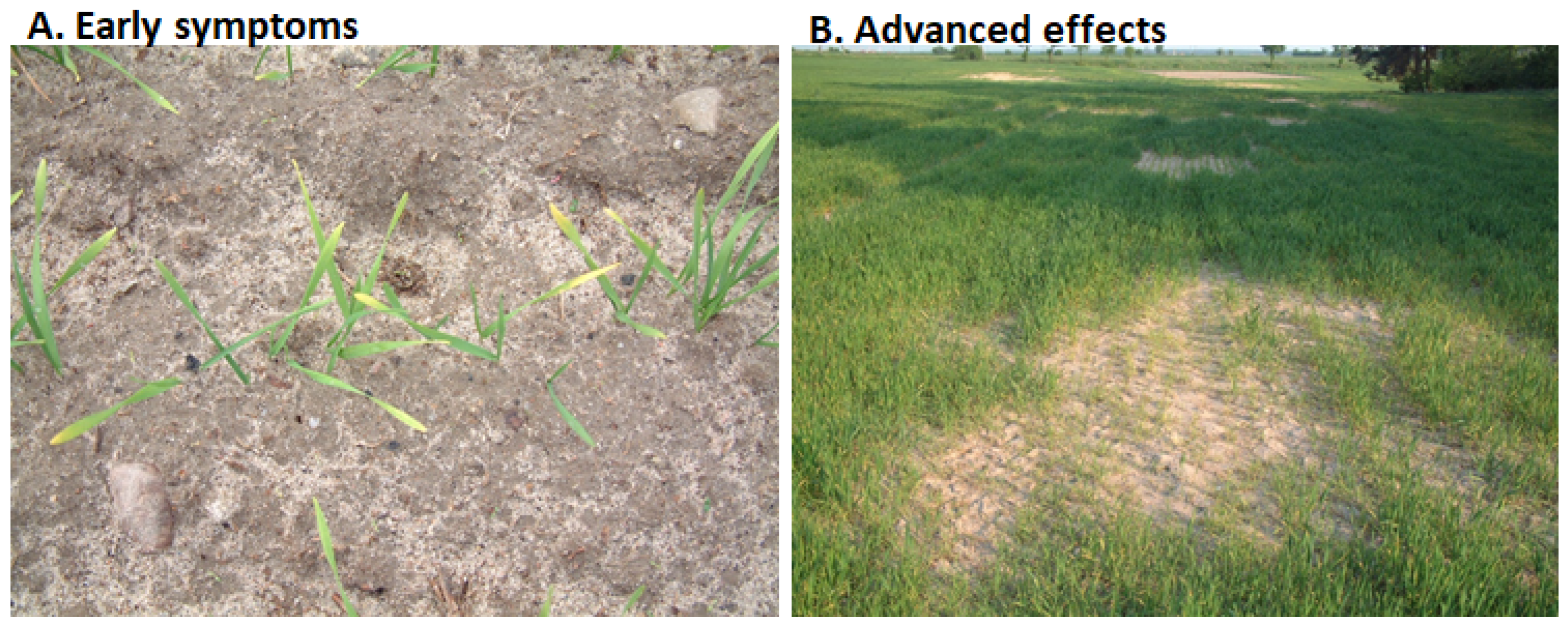 Agronomy 14 00200 g007 Agronomy 14 00200 g007