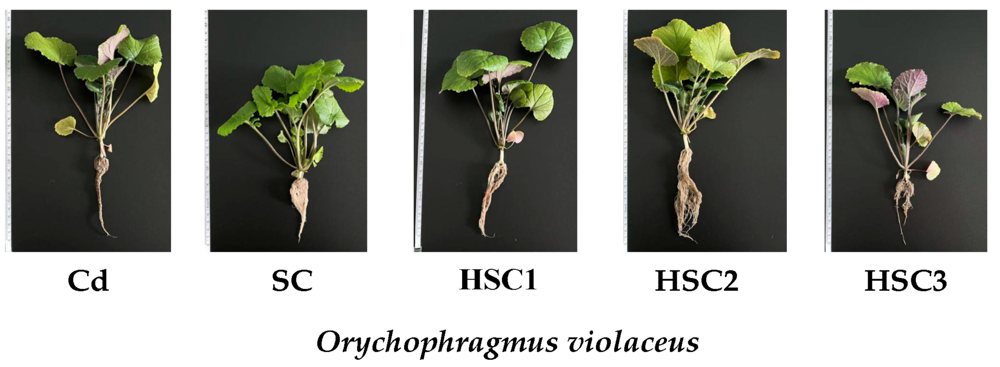 Agronomy 14 00218 g002