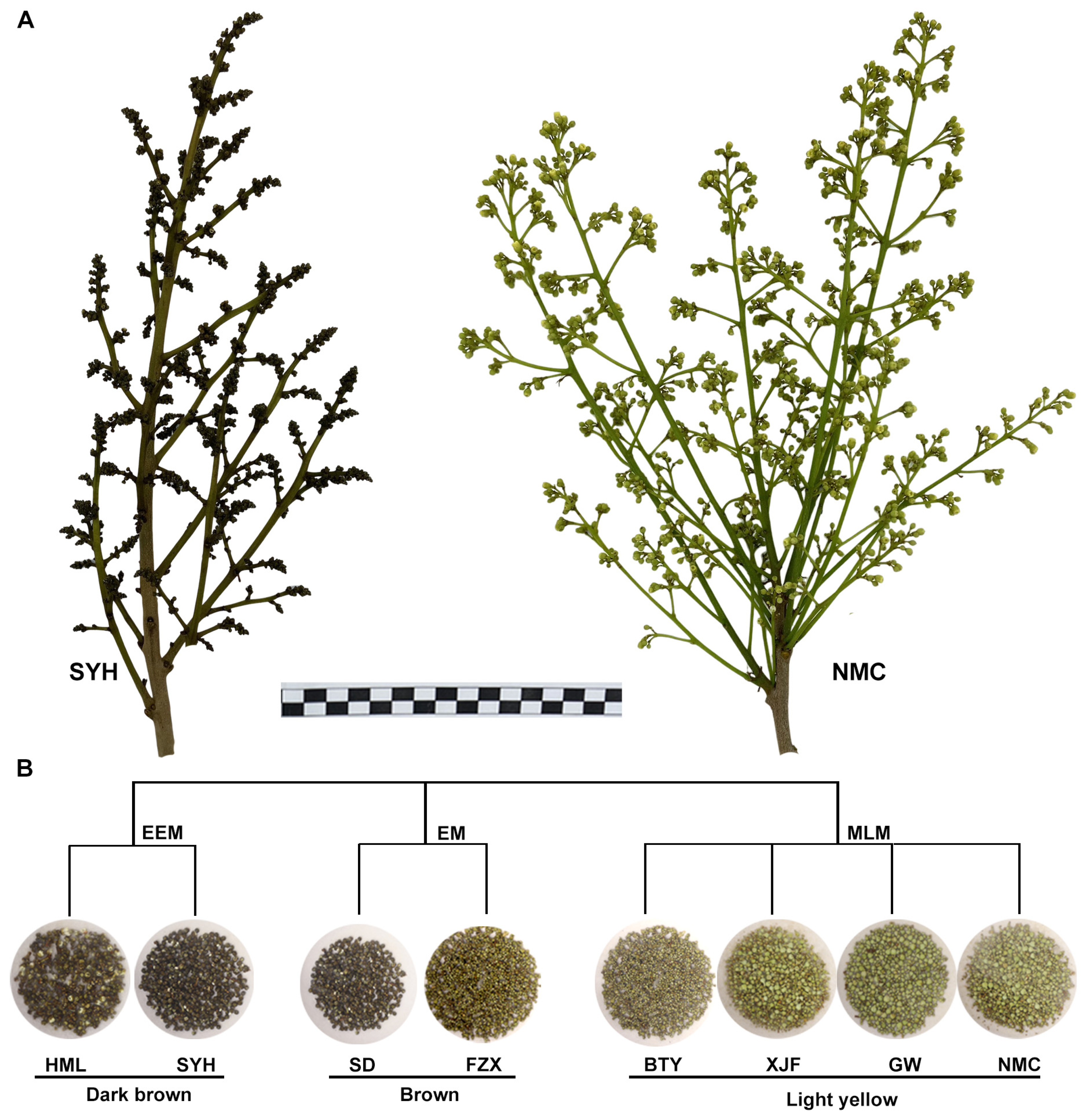 Agronomy 14 00221 g001
