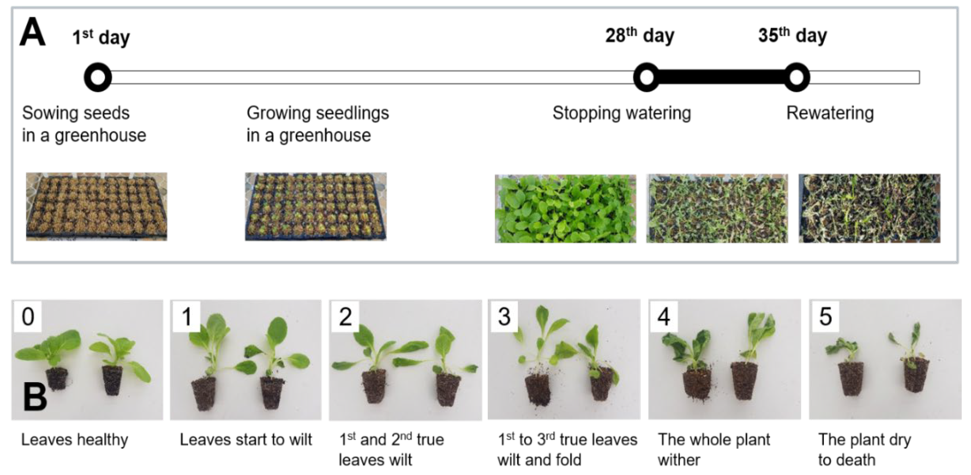 Agronomy 14 00279 g001 Agronomy 14 00279 g001