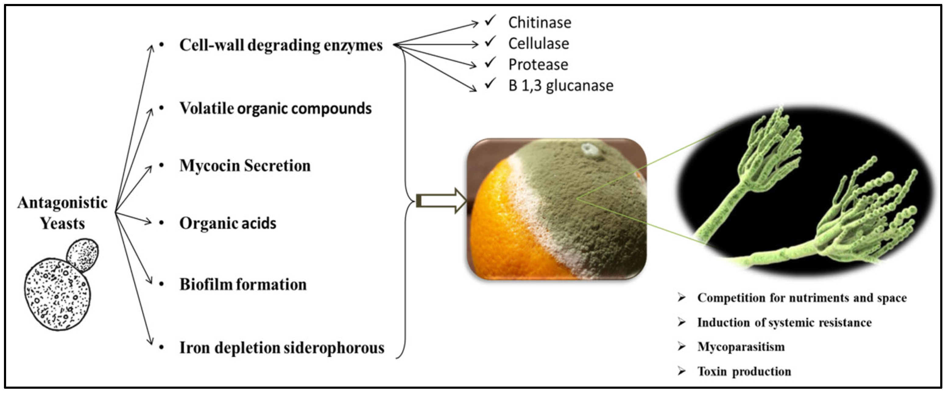 Agronomy 14 00288 g003