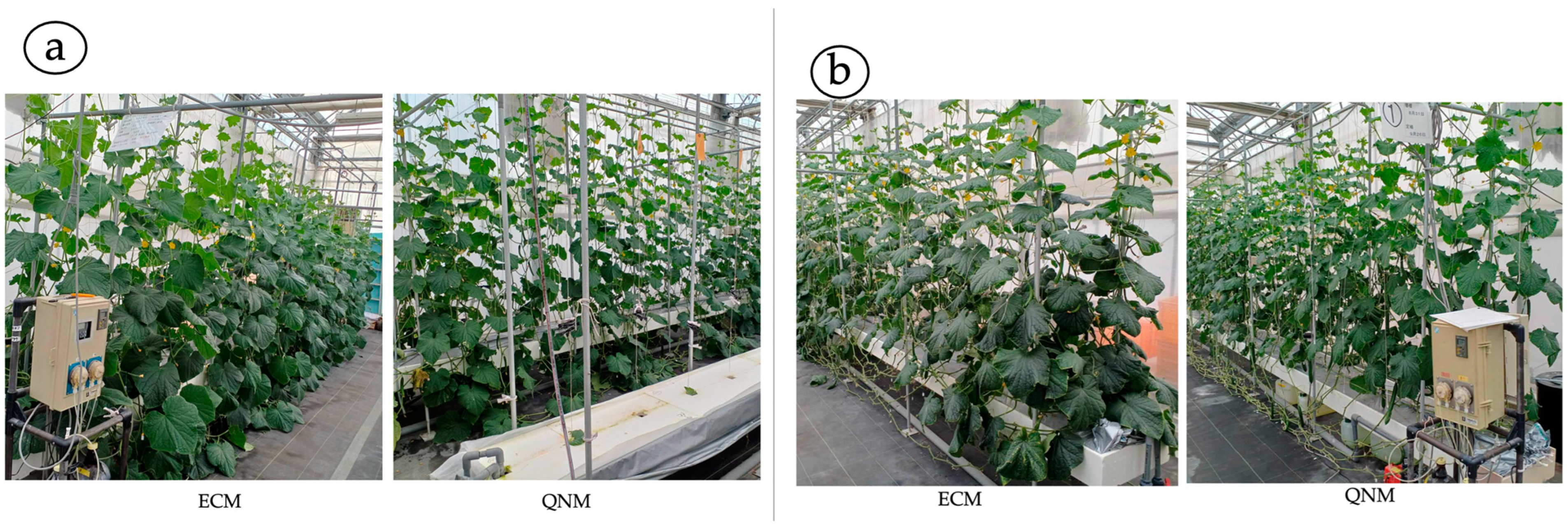 Agronomy 14 00296 g007