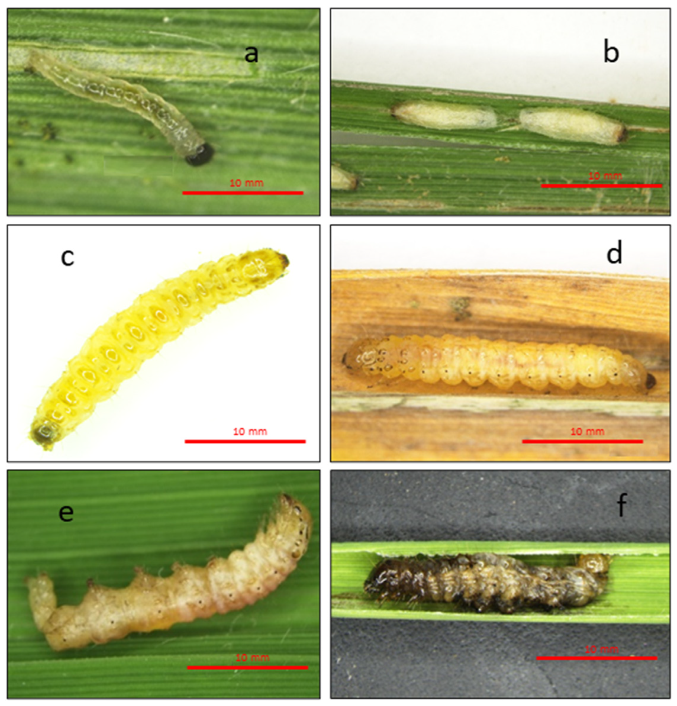 Agronomy 14 00310 g003