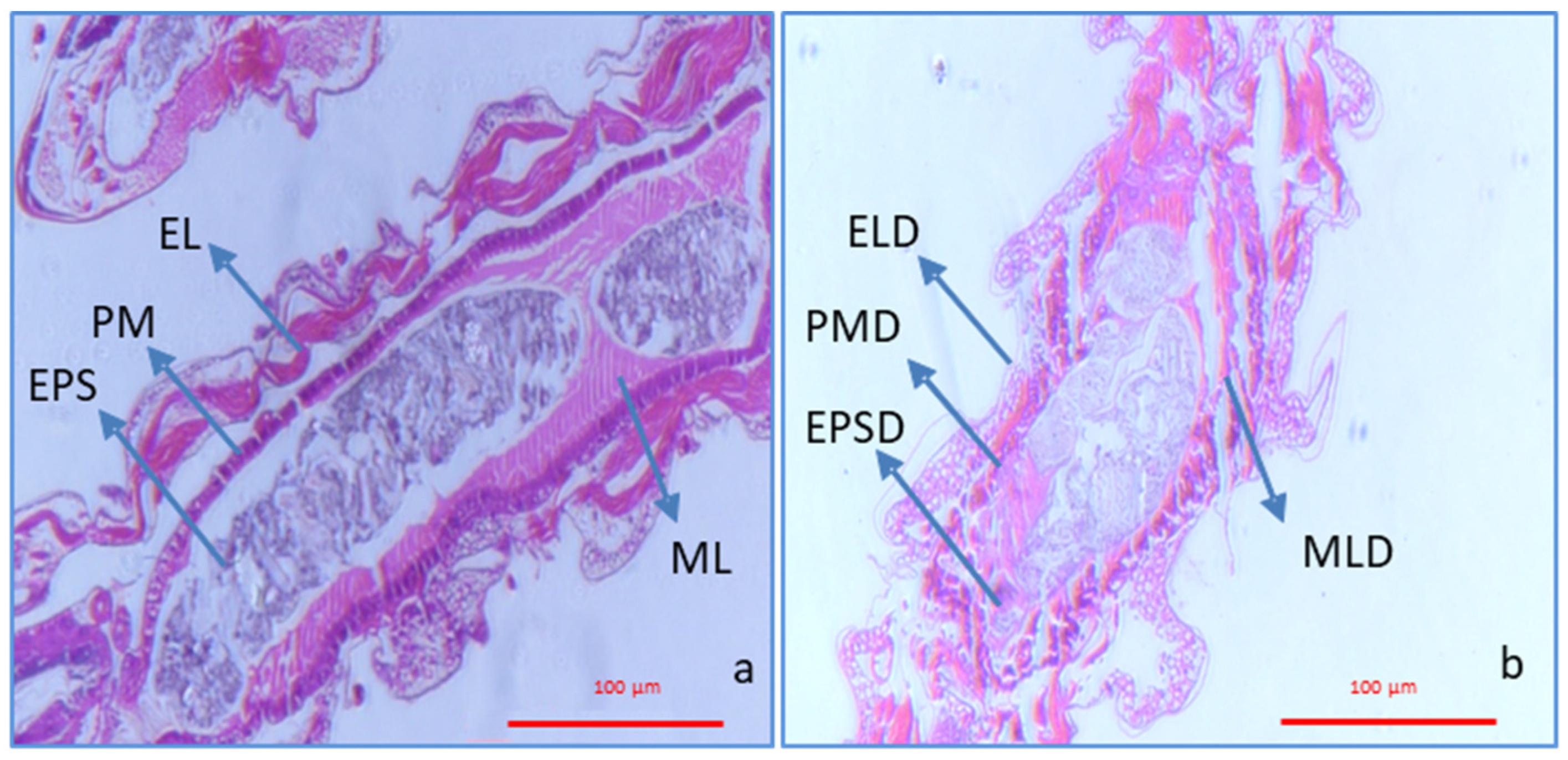 Agronomy 14 00310 g007