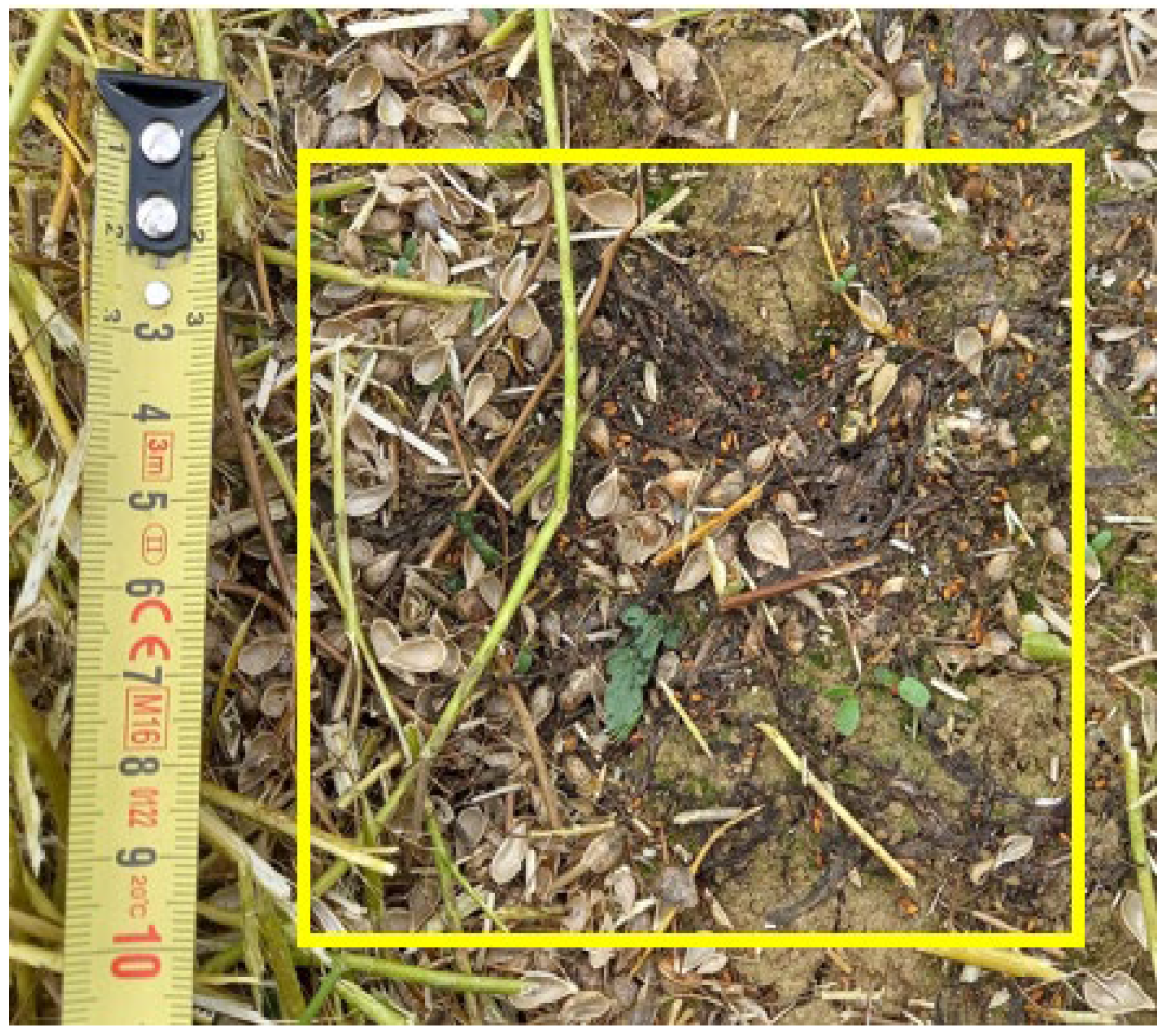 Agronomy 14 00325 g004