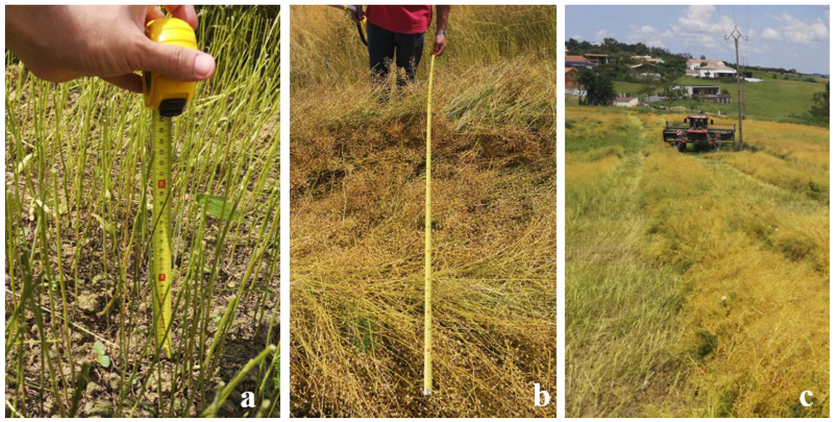 Agronomy 14 00325 g007