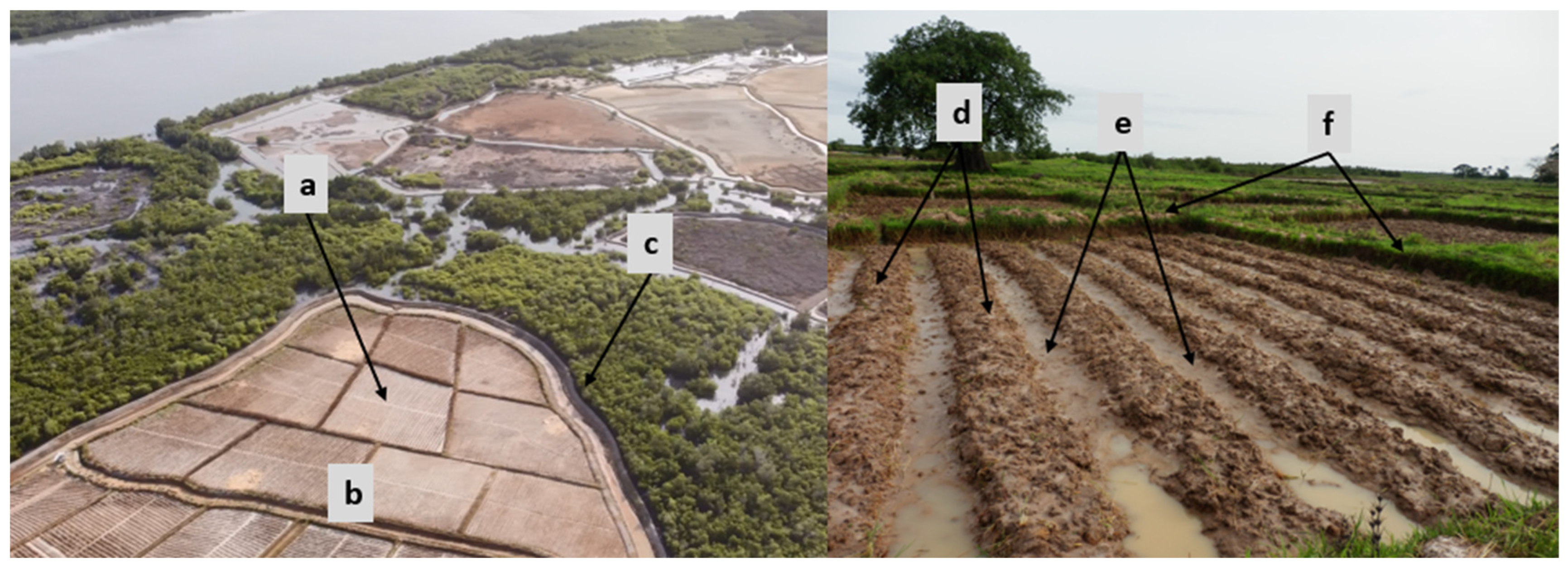 Agronomy 14 00335 g002 Agronomy 14 00335 g002