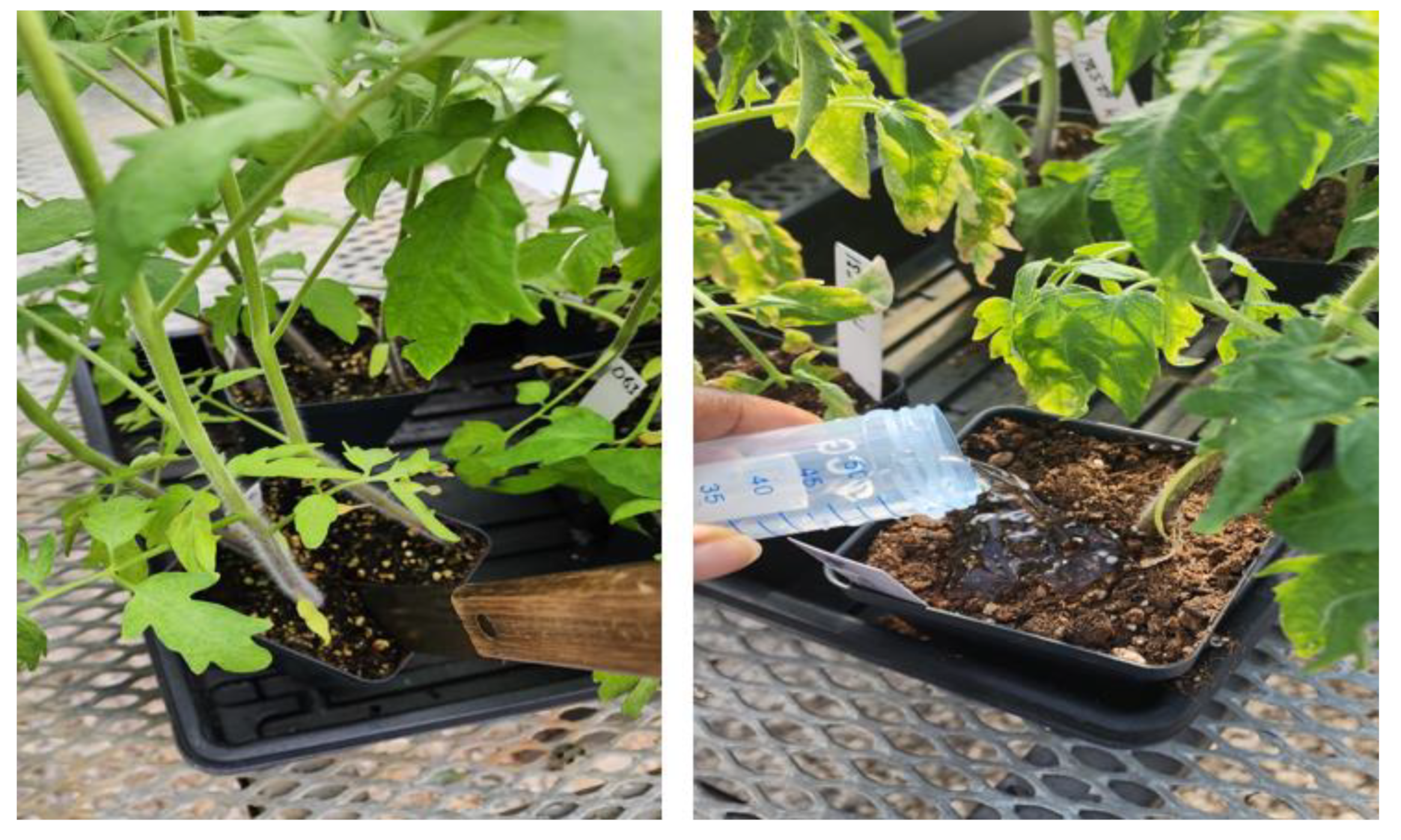 Agronomy 14 00350 g001