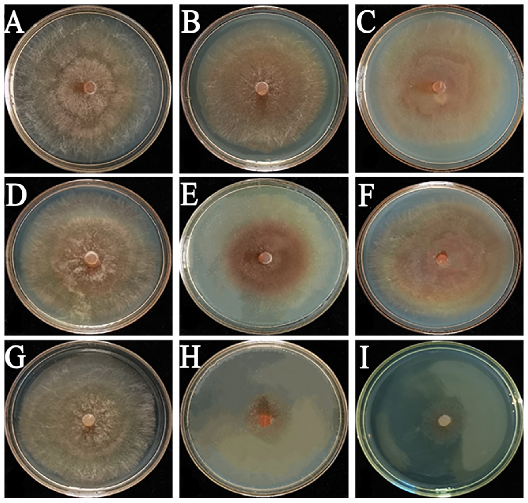 Agronomy 14 00351 g002