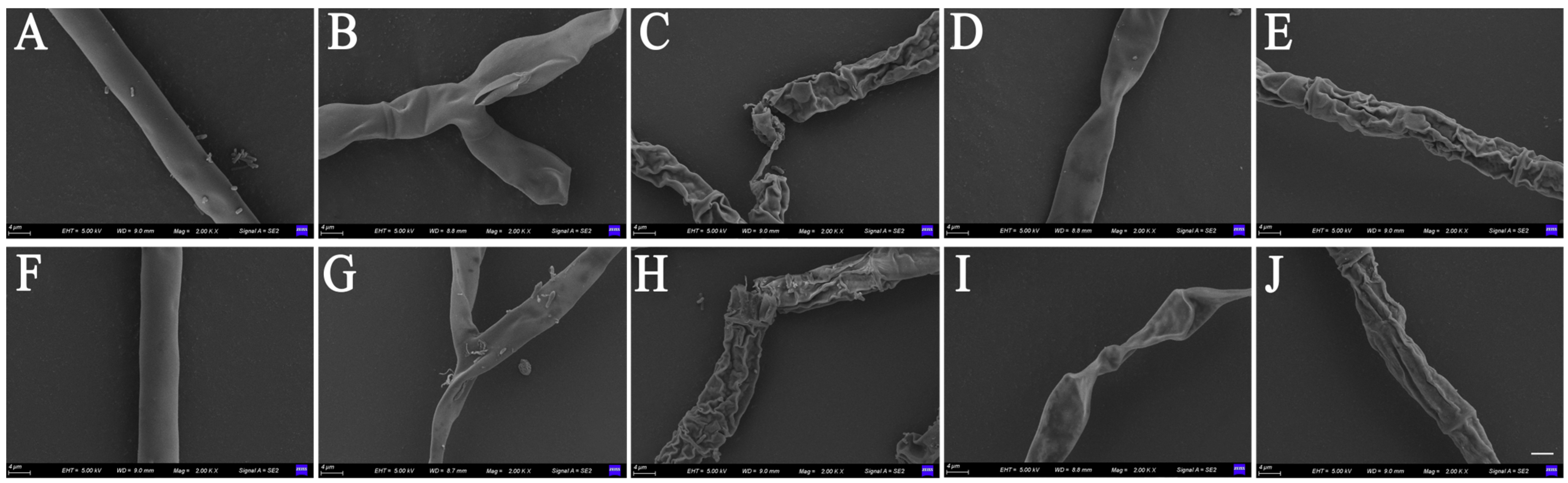 Agronomy 14 00351 g003