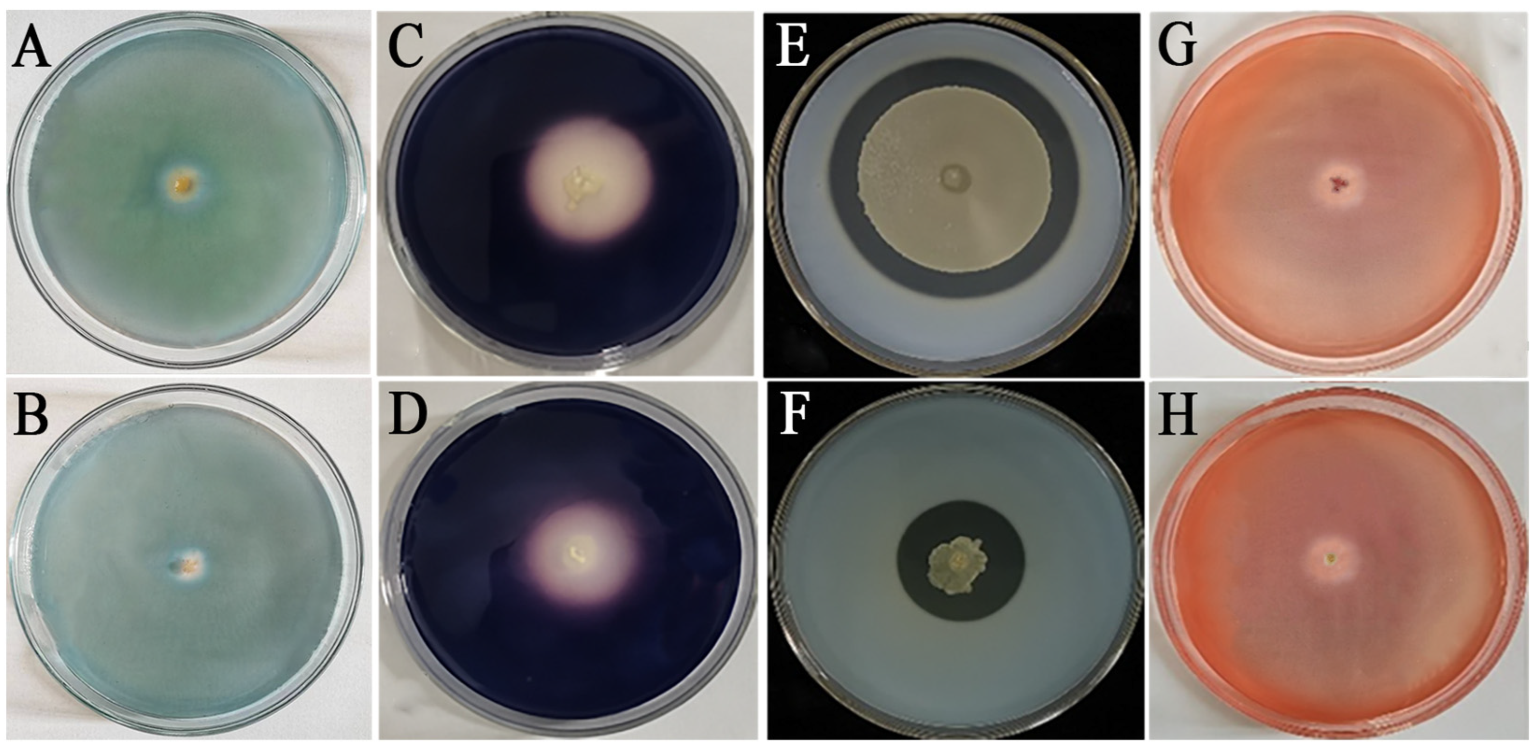 Agronomy 14 00351 g005