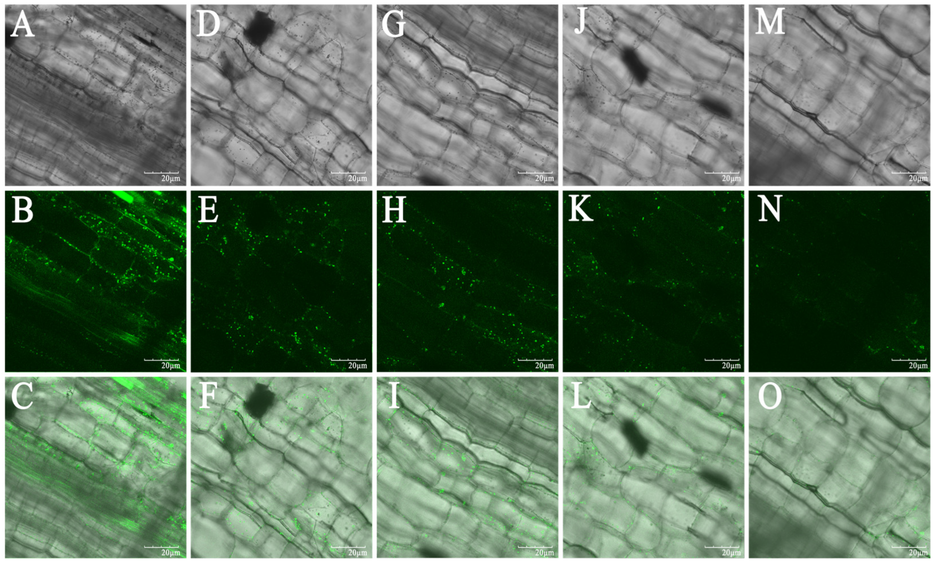 Agronomy 14 00351 g009
