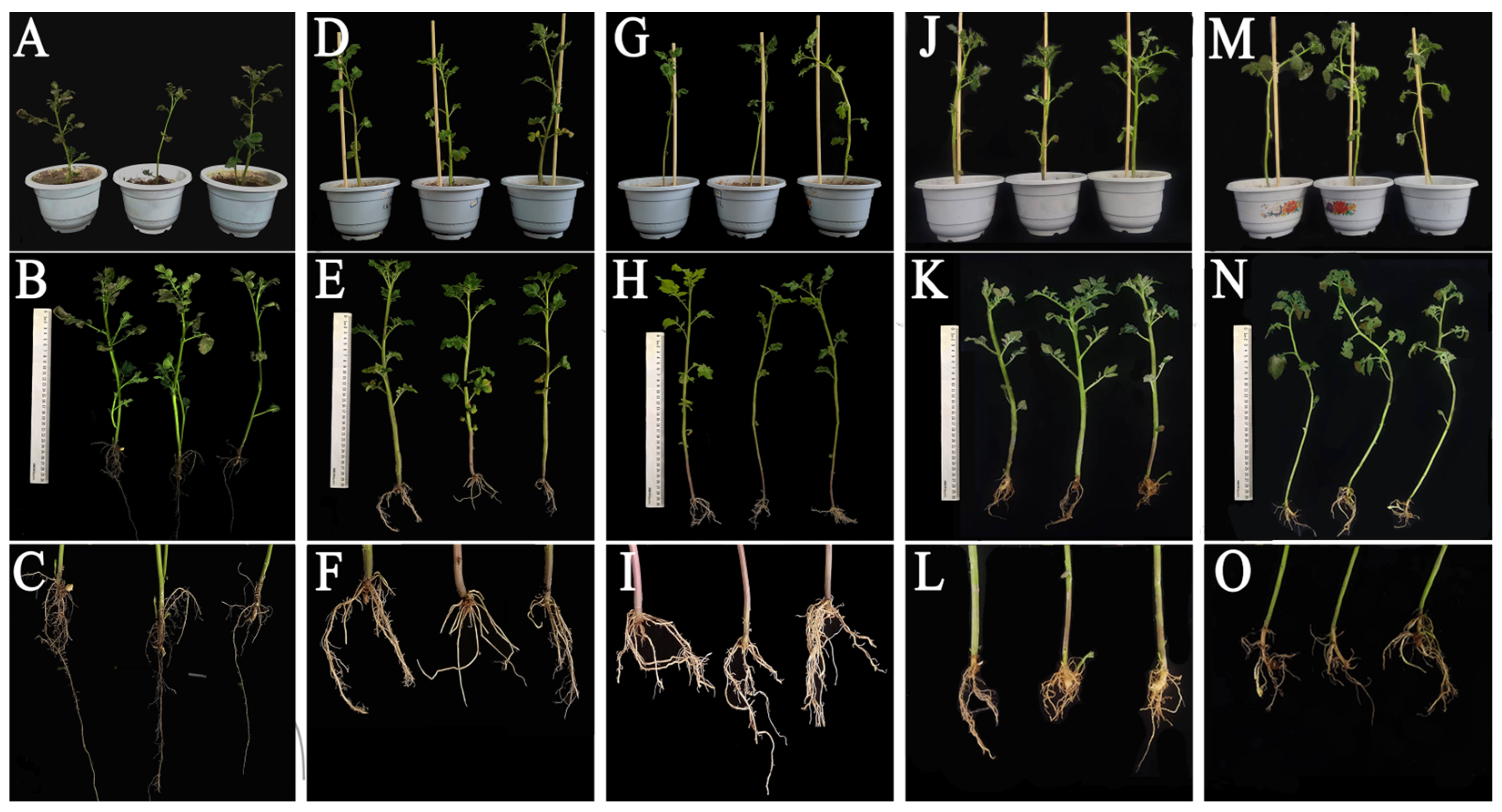 Agronomy 14 00351 g010