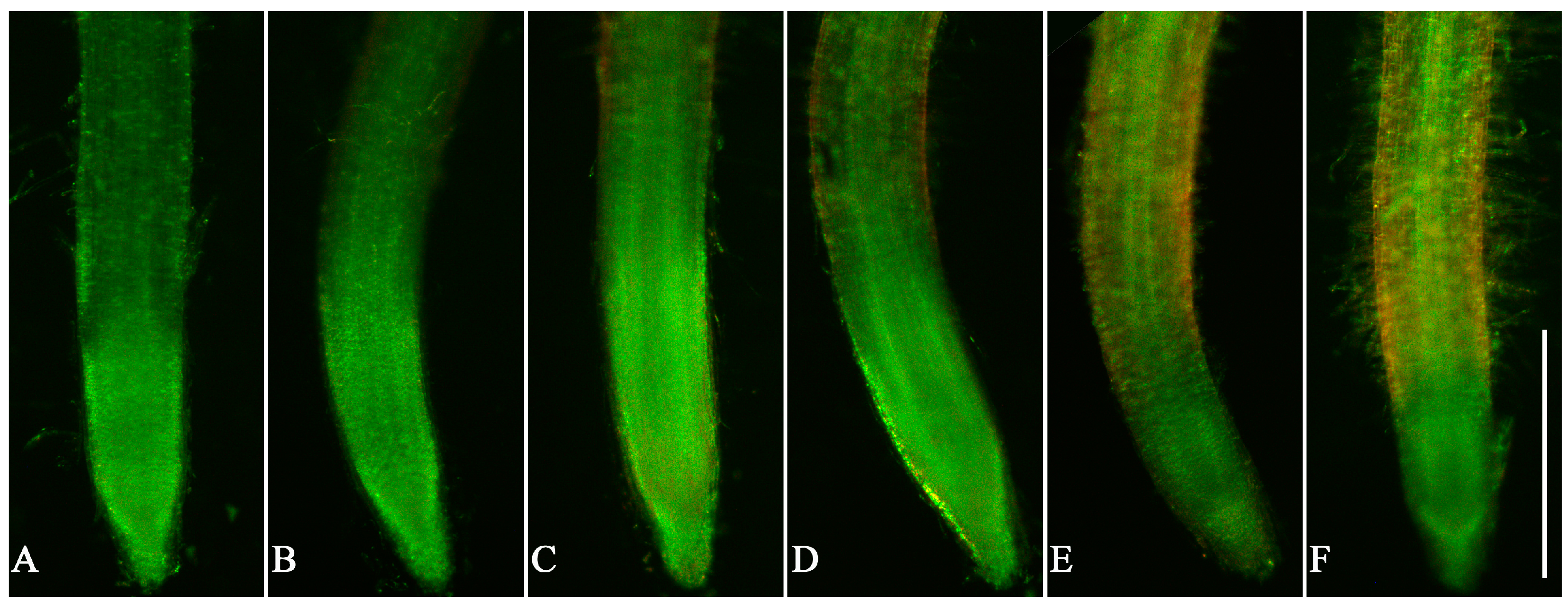 Agronomy 14 00367 g003