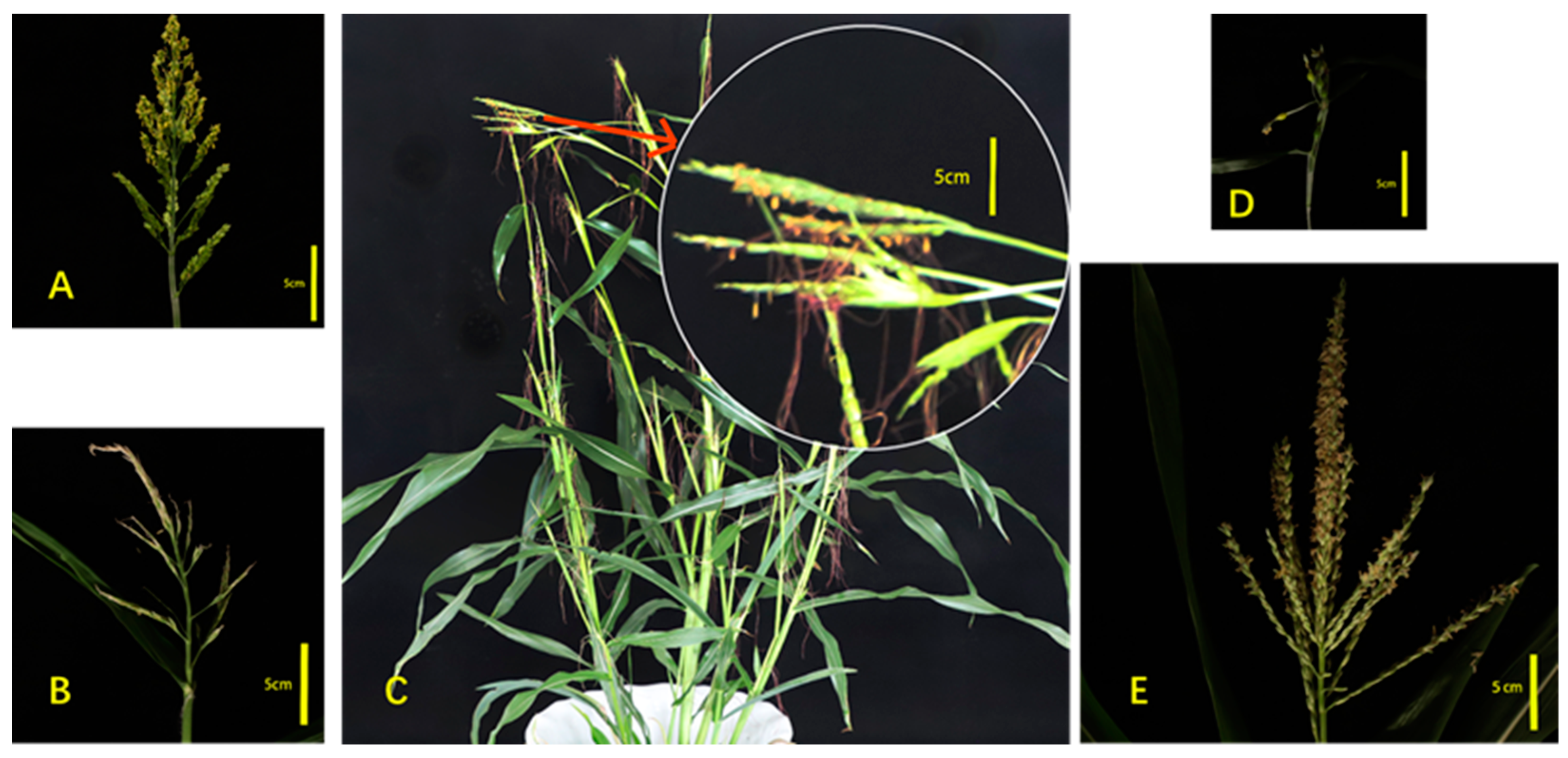 Agronomy 14 00375 g001 Agronomy 14 00375 g001