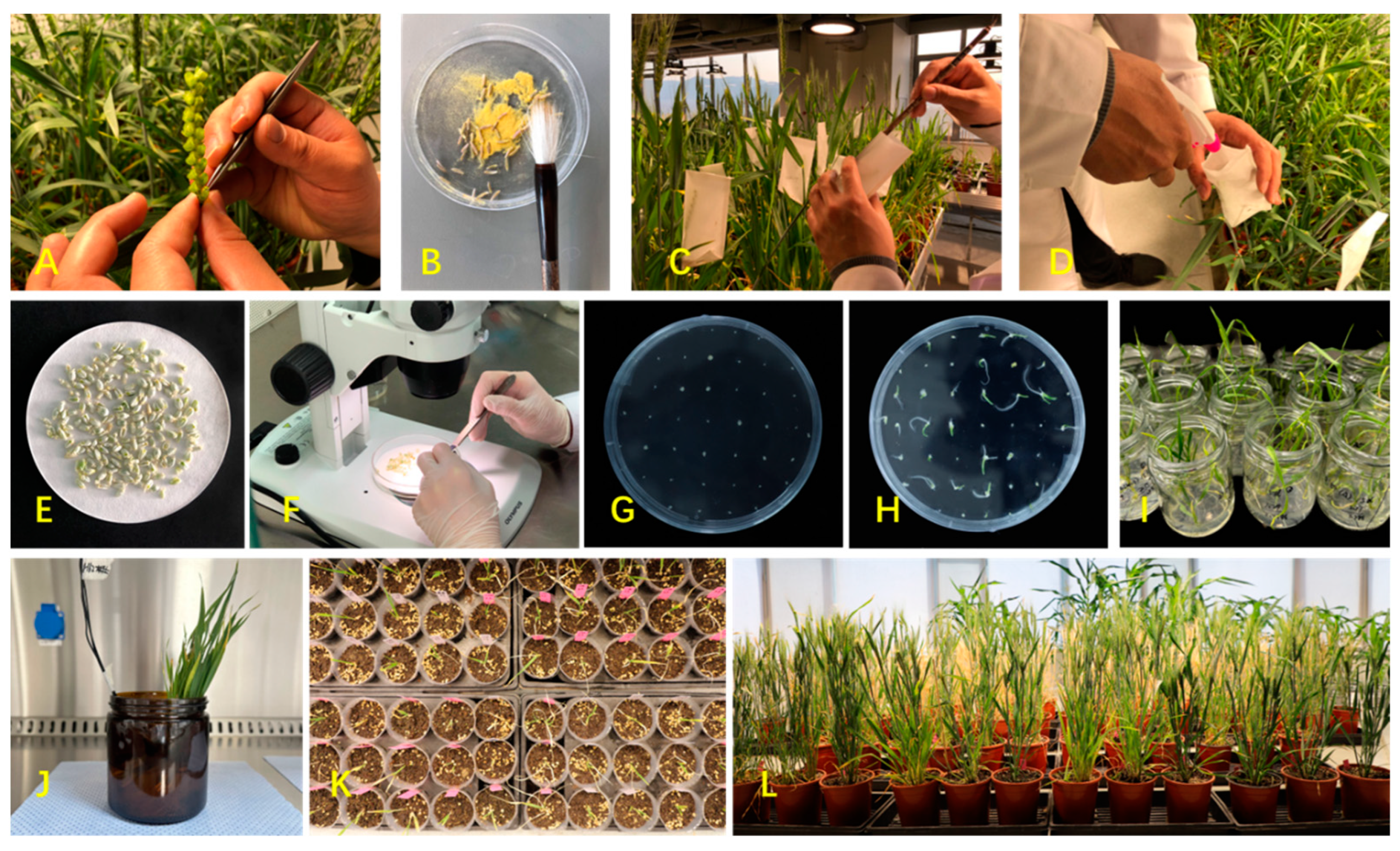 Agronomy 14 00375 g002 Agronomy 14 00375 g002