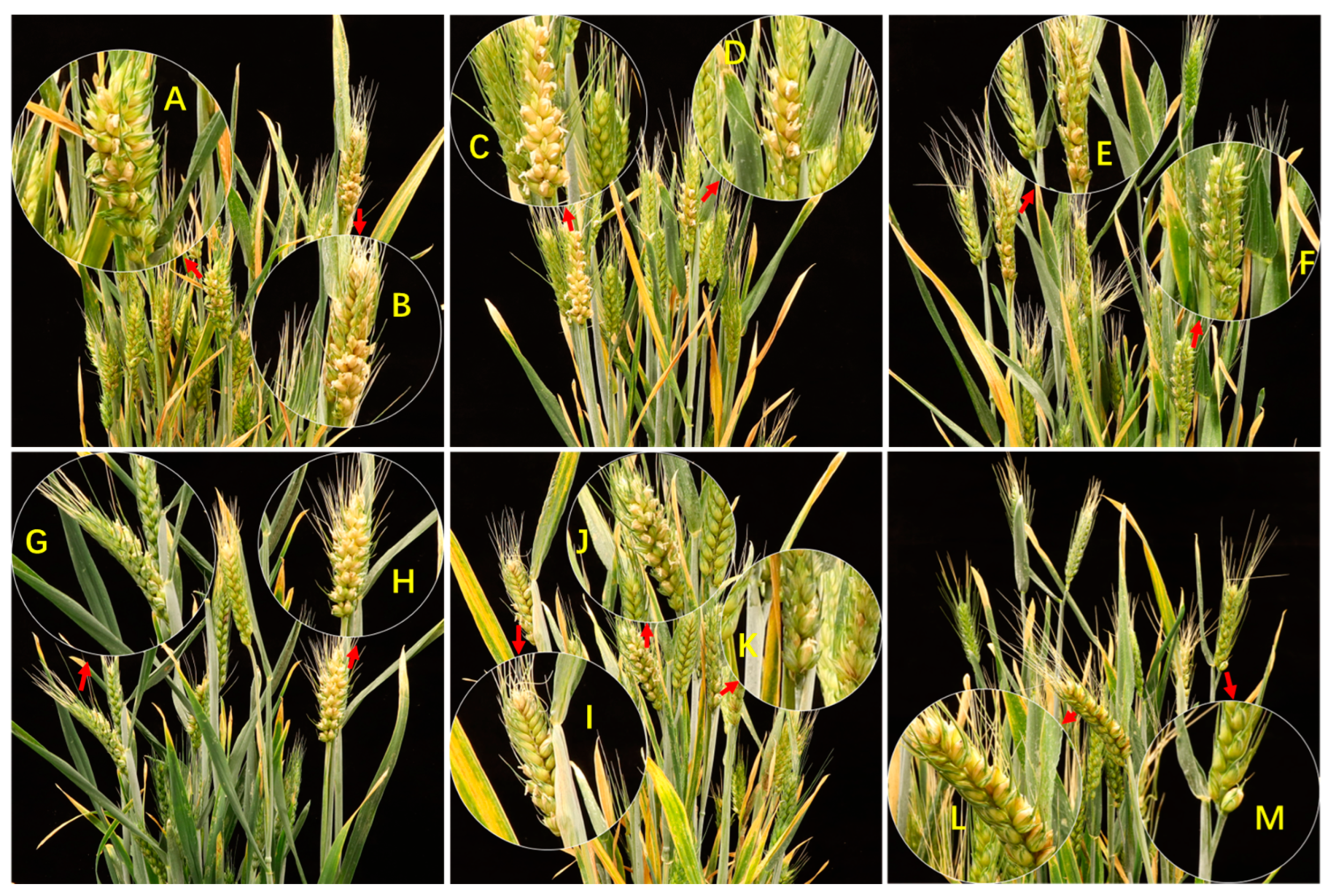 Agronomy 14 00375 g003 Agronomy 14 00375 g003