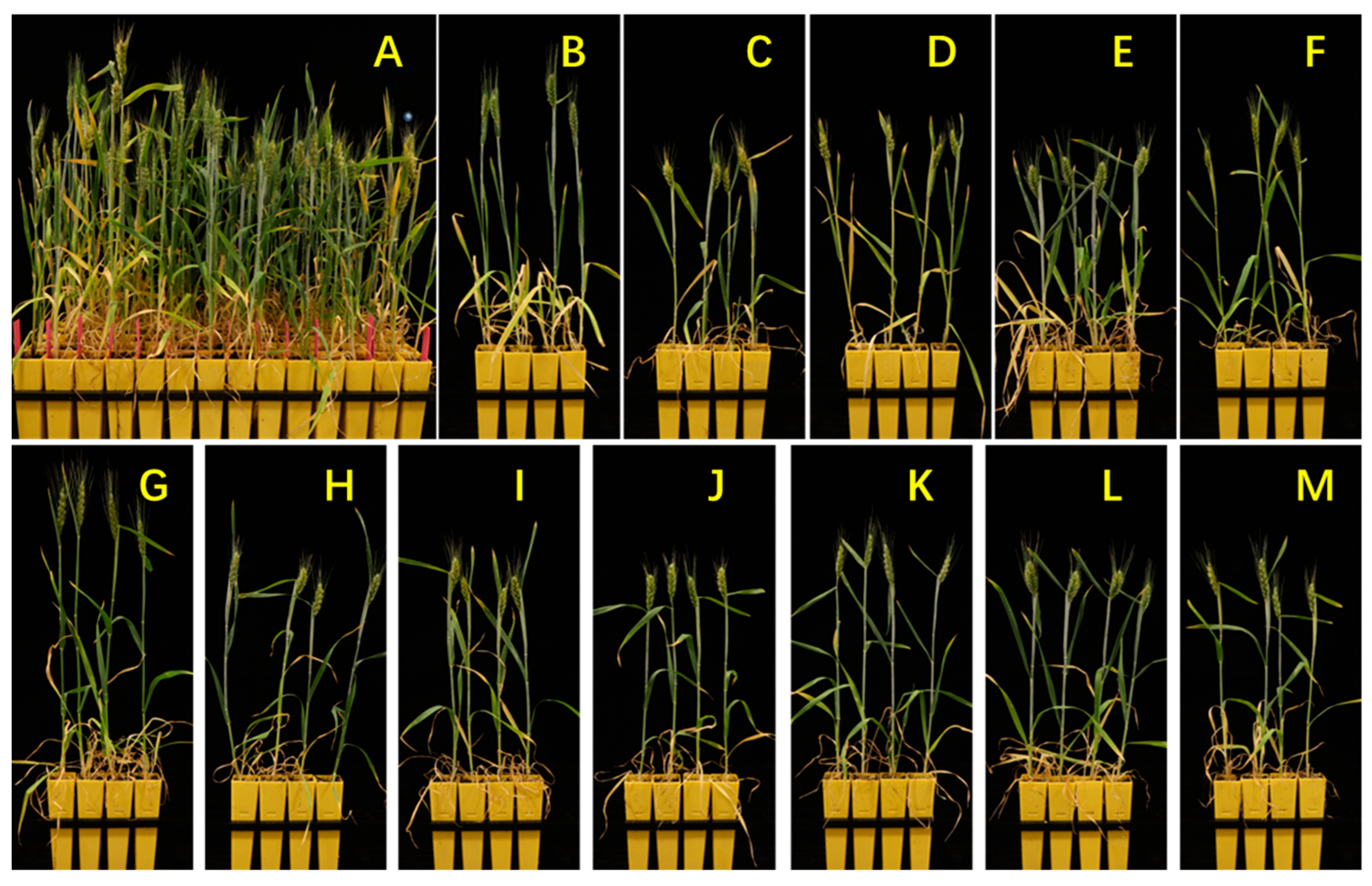 Agronomy 14 00375 g004 Agronomy 14 00375 g004