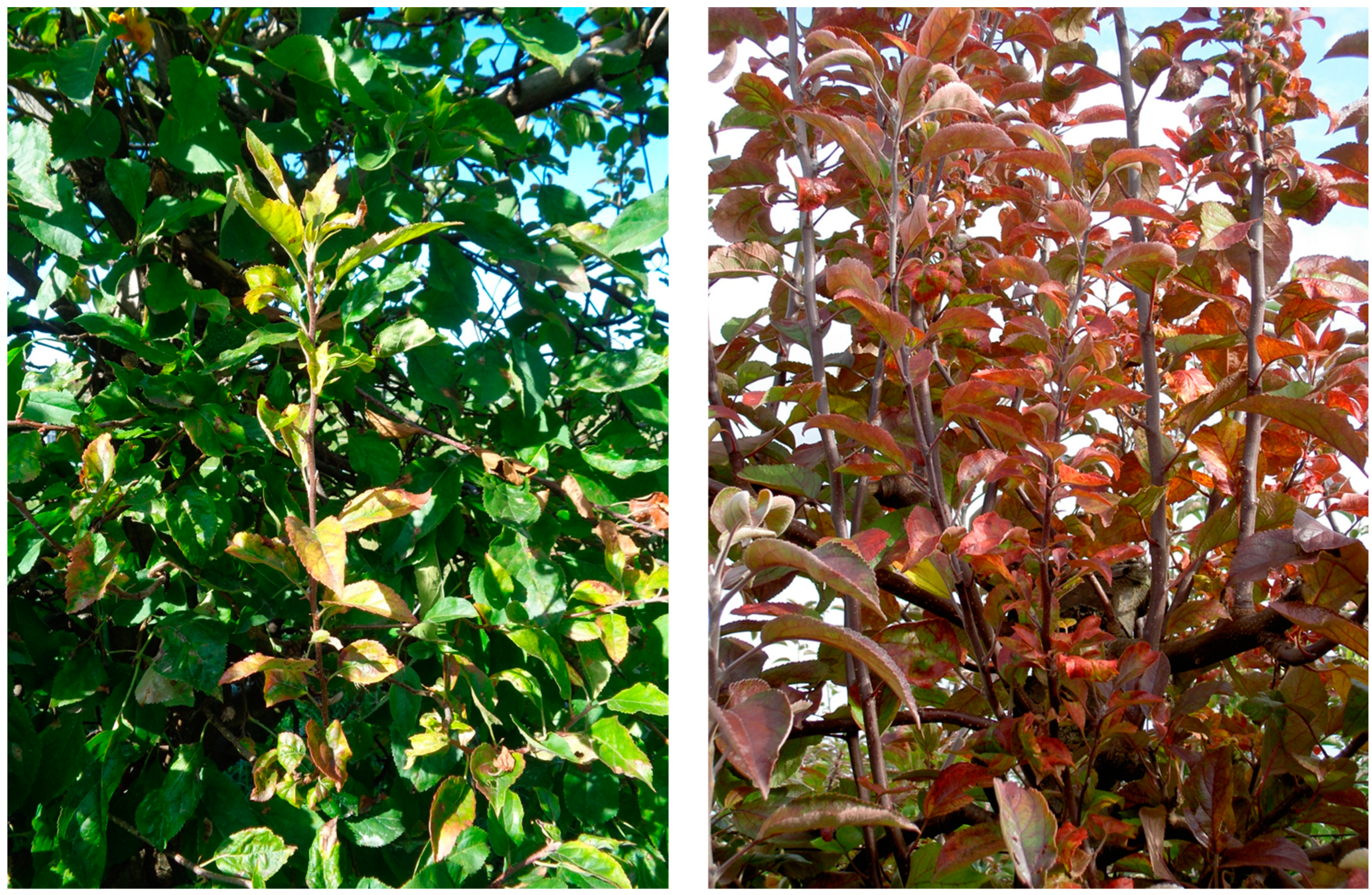 Agronomy 14 00376 g001