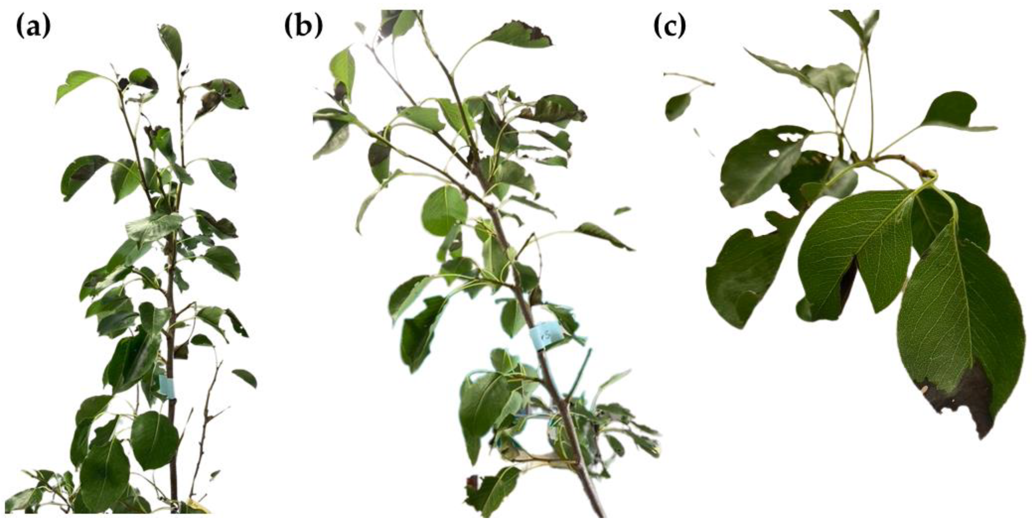 Agronomy 14 00383 g010