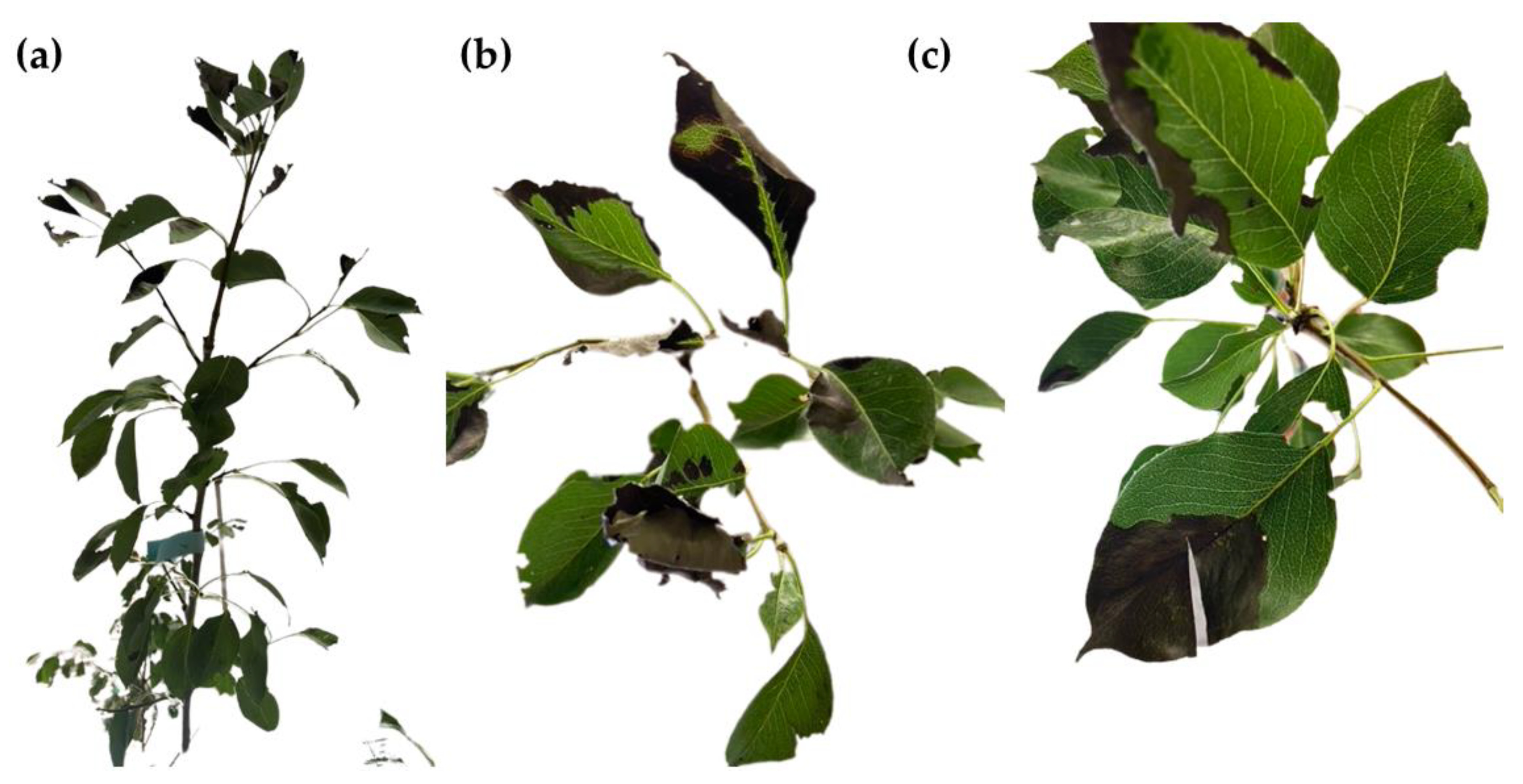 Agronomy 14 00383 g011