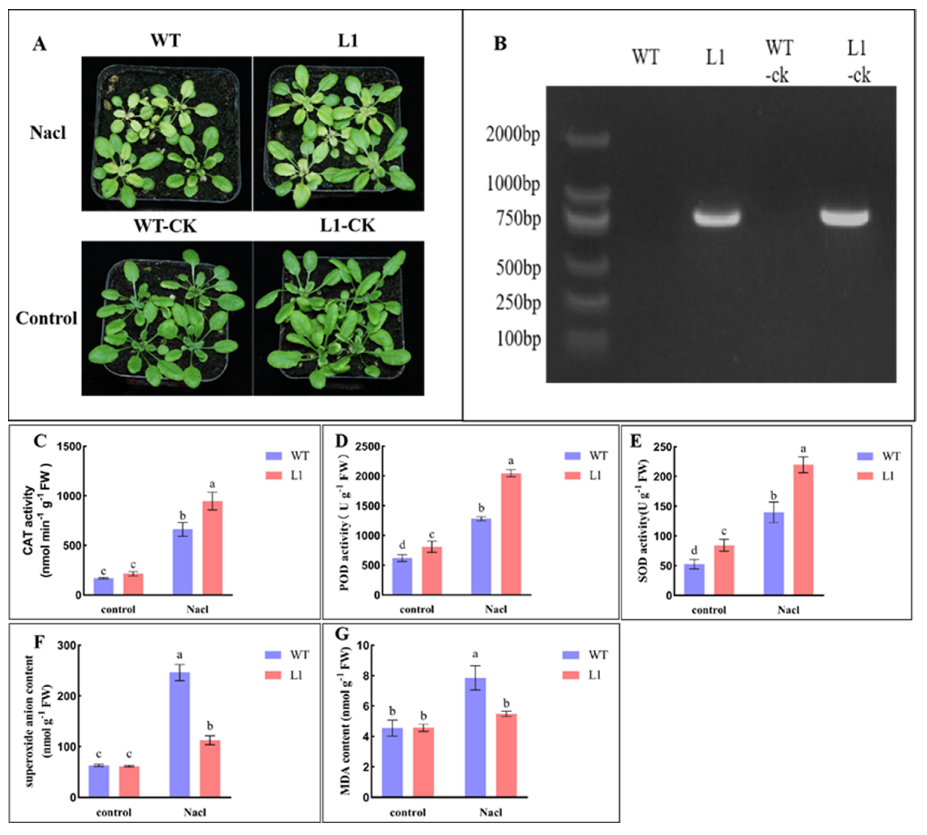 Agronomy 14 00384 g009
