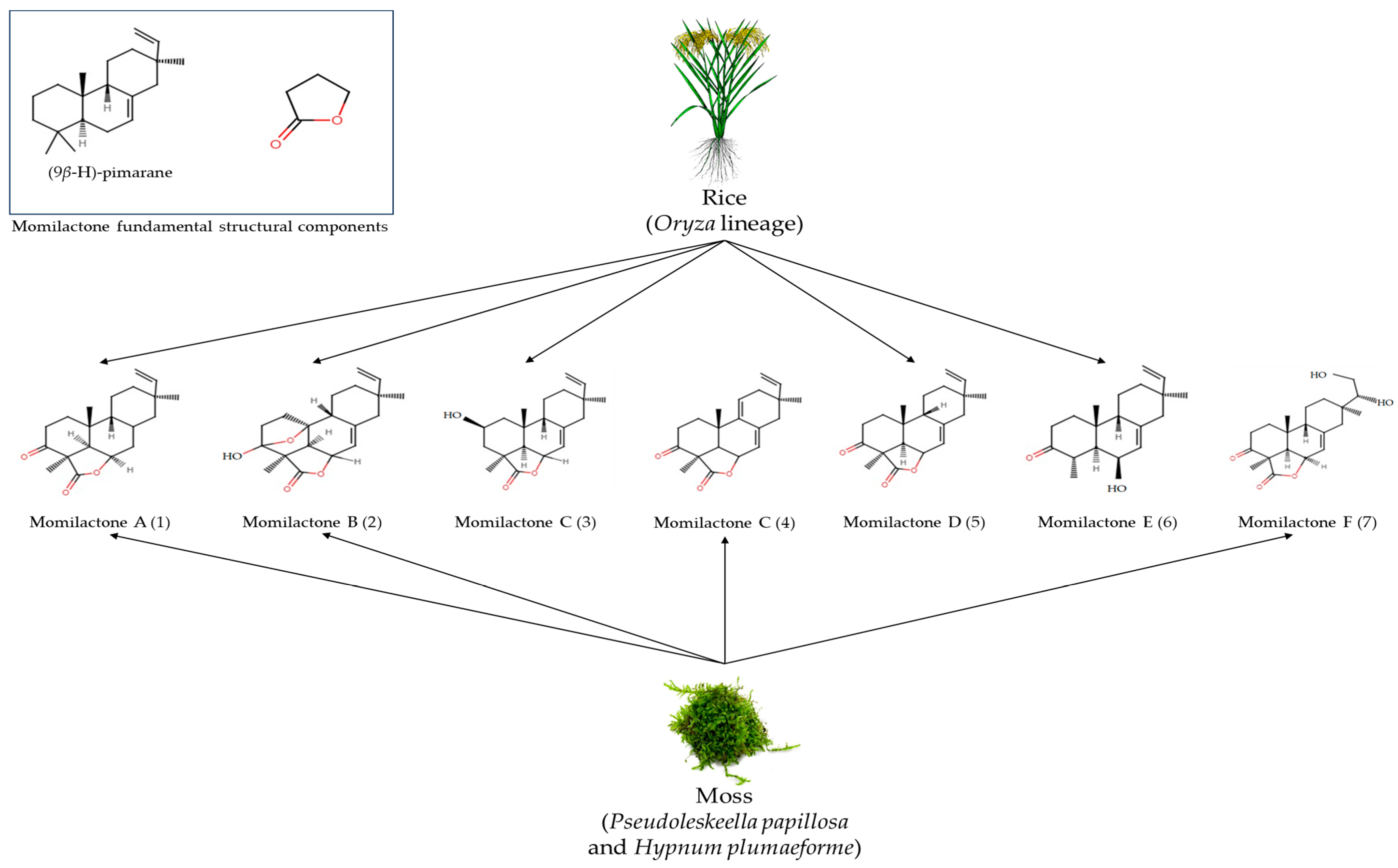 Agronomy 14 00405 g002 Agronomy 14 00405 g002