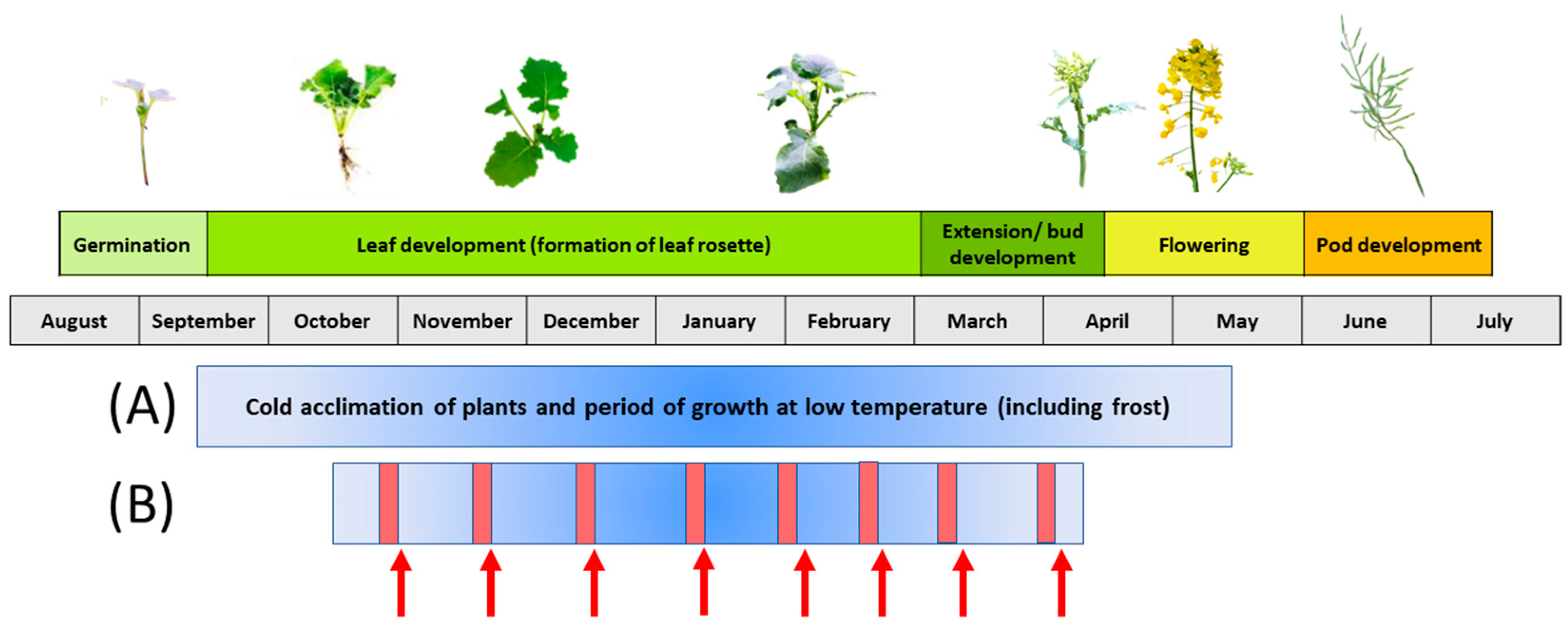 Agronomy 14 00419 g001 Agronomy 14 00419 g001